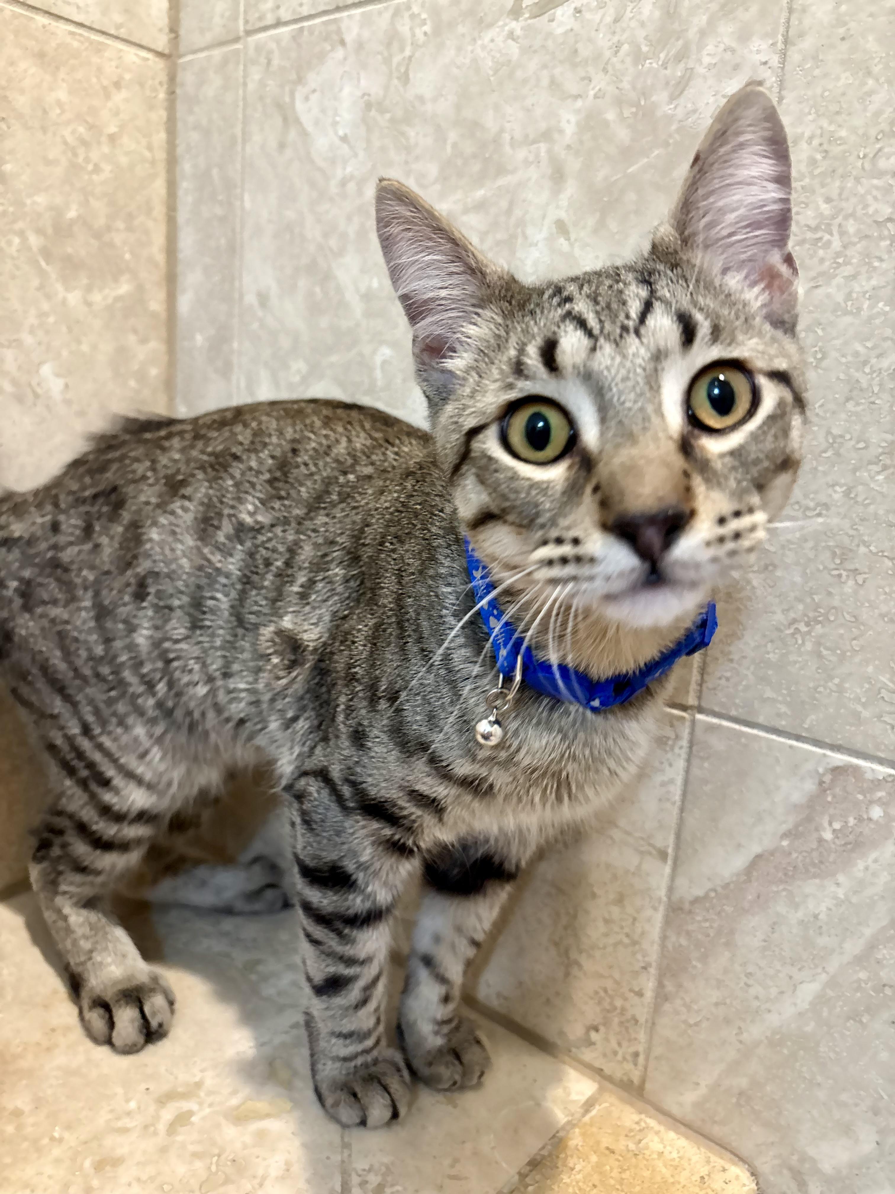 Enlarge Snap & Pop (BONDED BROTHERS), a Adoptable mixed breed in Orland Park, IL image 3/6