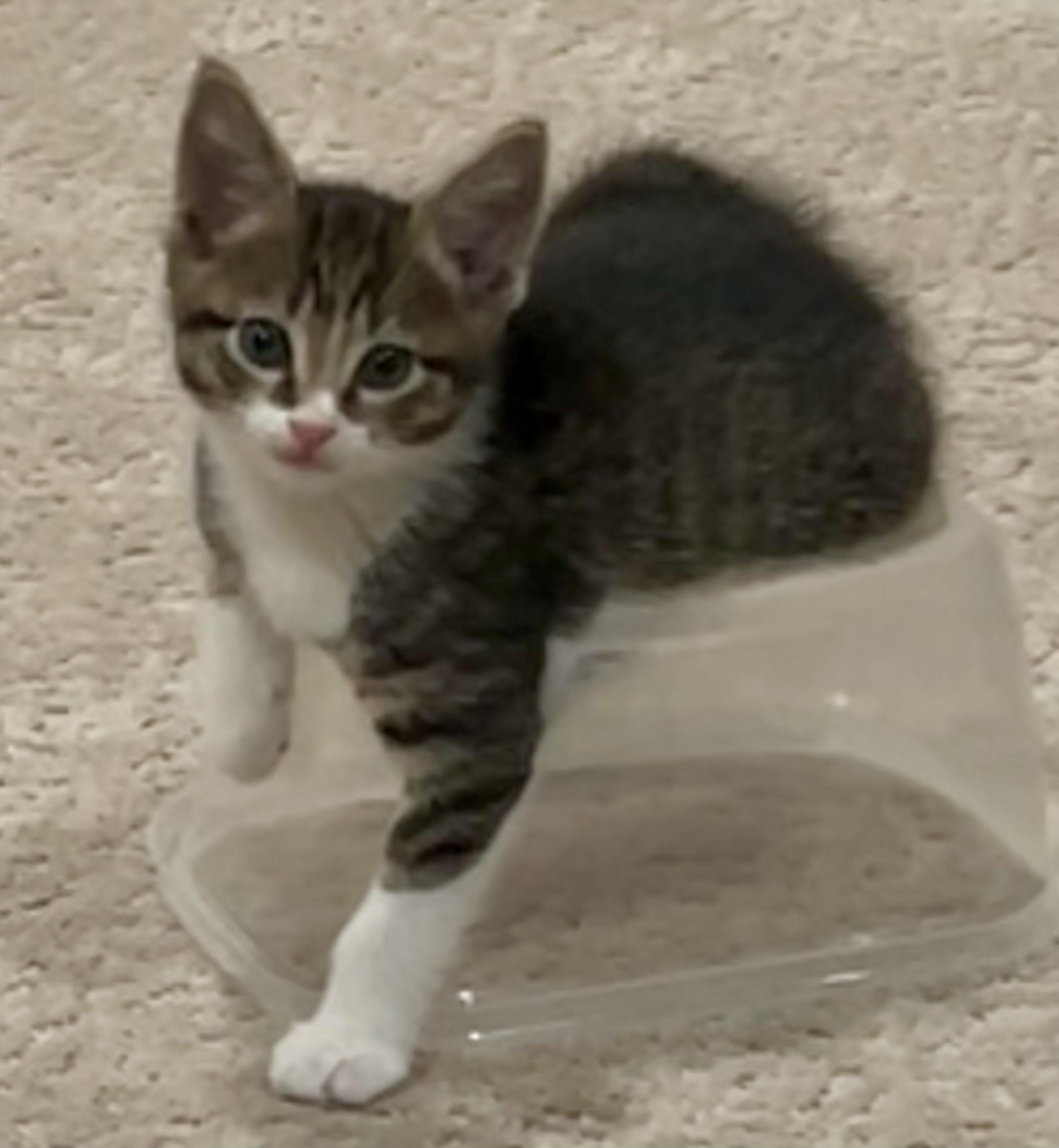 Enlarge Kittens on wheels!, a Adoptable Domestic Short Hair in Houston, TX image 2/6