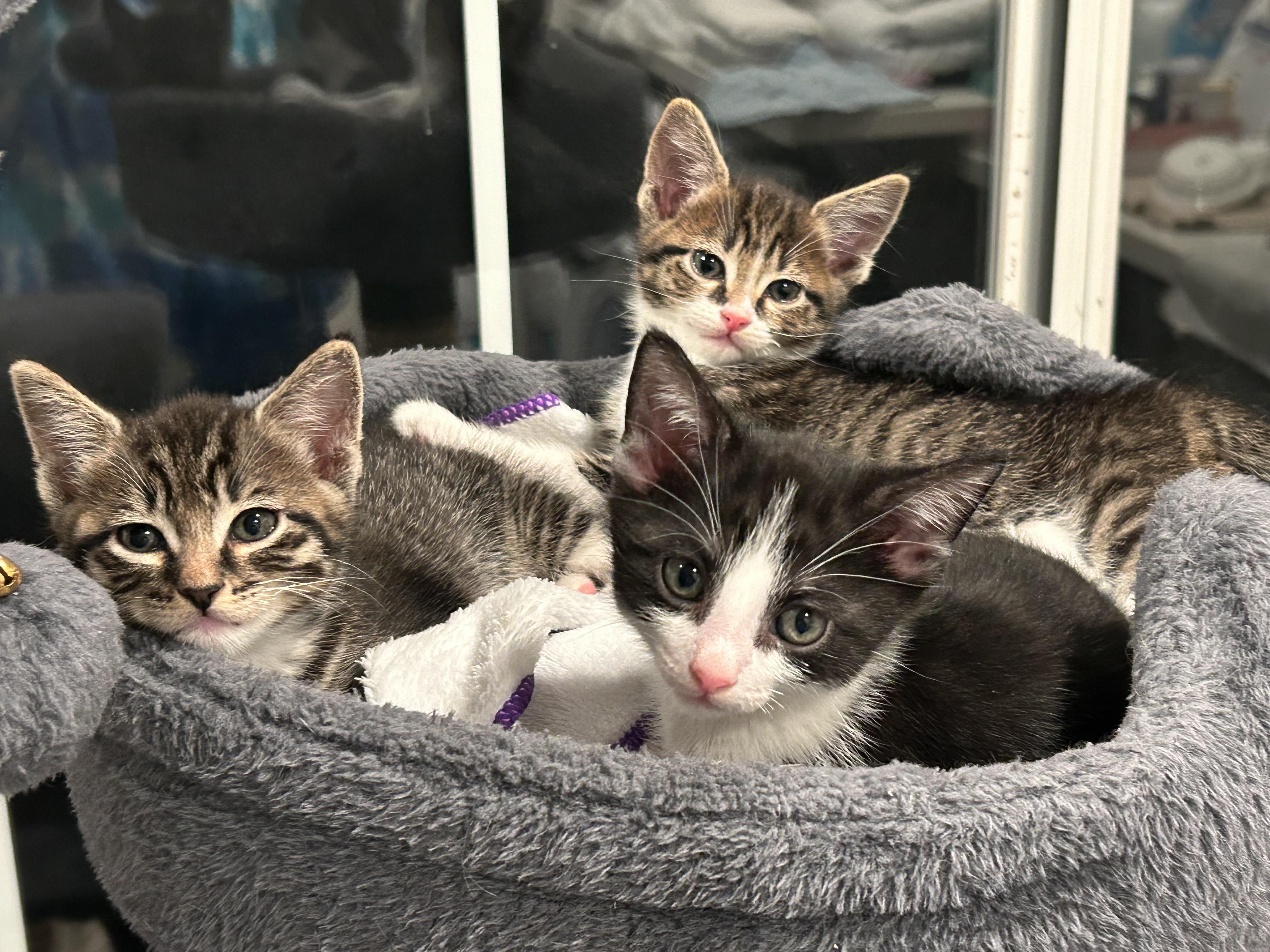 Kittens on wheels!, Adoptable, Kitten Male Domestic Short Hair.