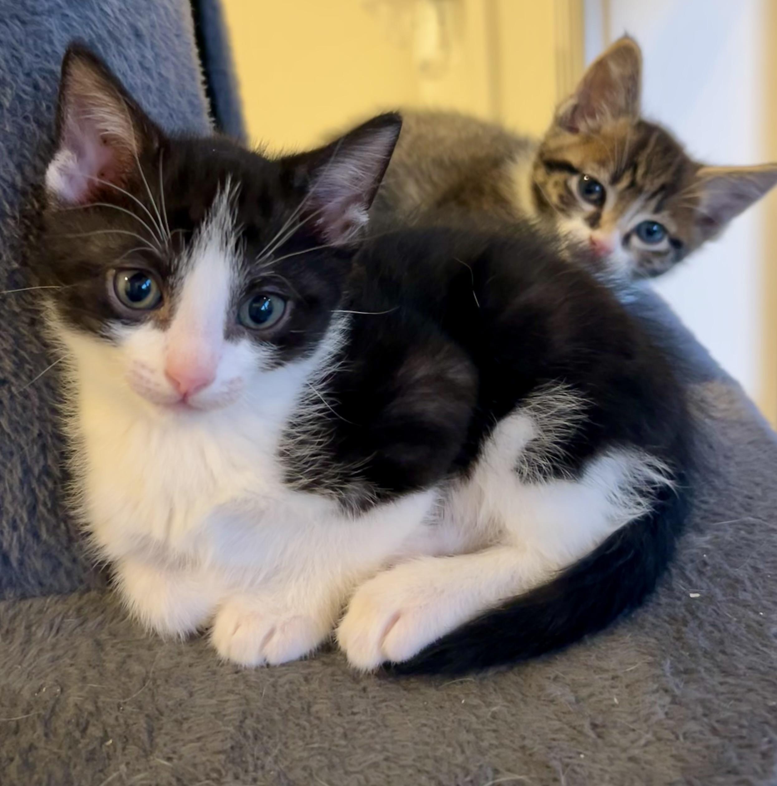 Enlarge Kittens on wheels!, a Adoptable Domestic Short Hair in Houston, TX image 4/6