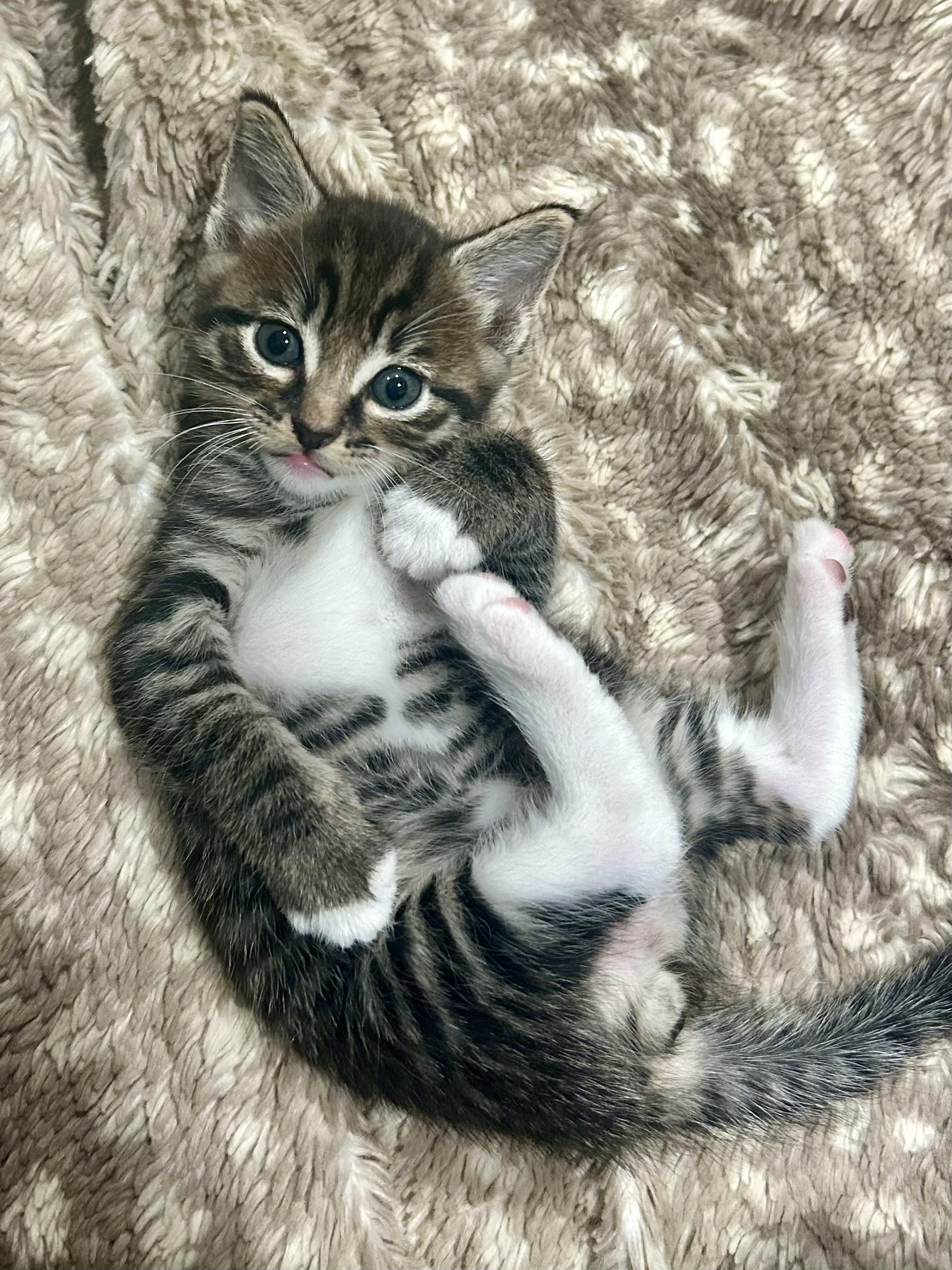 Enlarge Kittens on wheels!, a Adoptable Domestic Short Hair in Houston, TX image 3/6