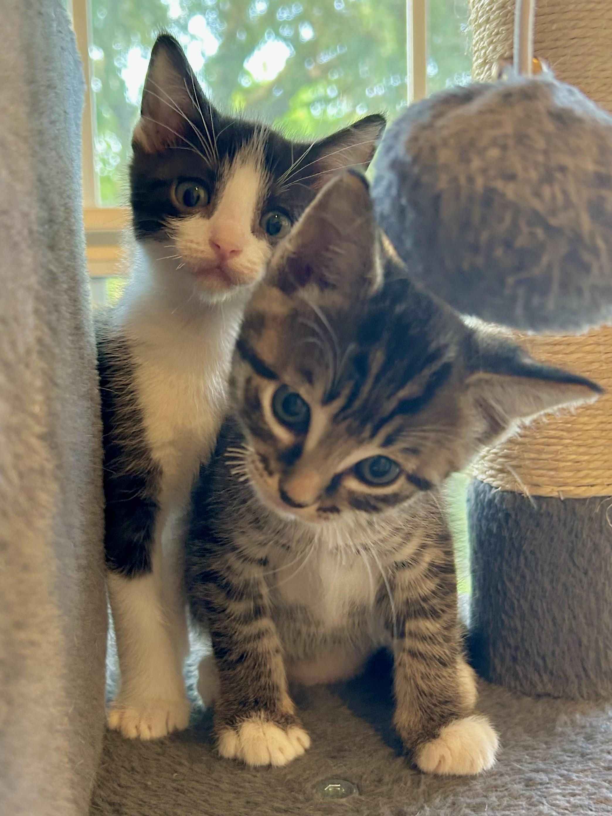 Enlarge Kittens on wheels!, a Adoptable Domestic Short Hair in Houston, TX image 6/6