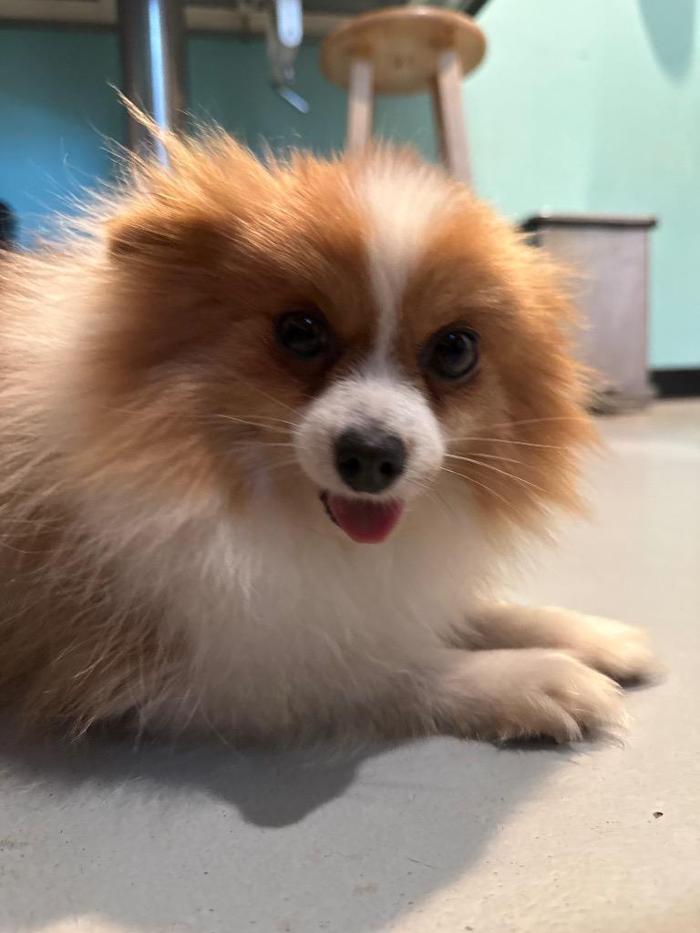 AD Pomeranian Zoey, Adoptable, Adult Female Pomeranian.
