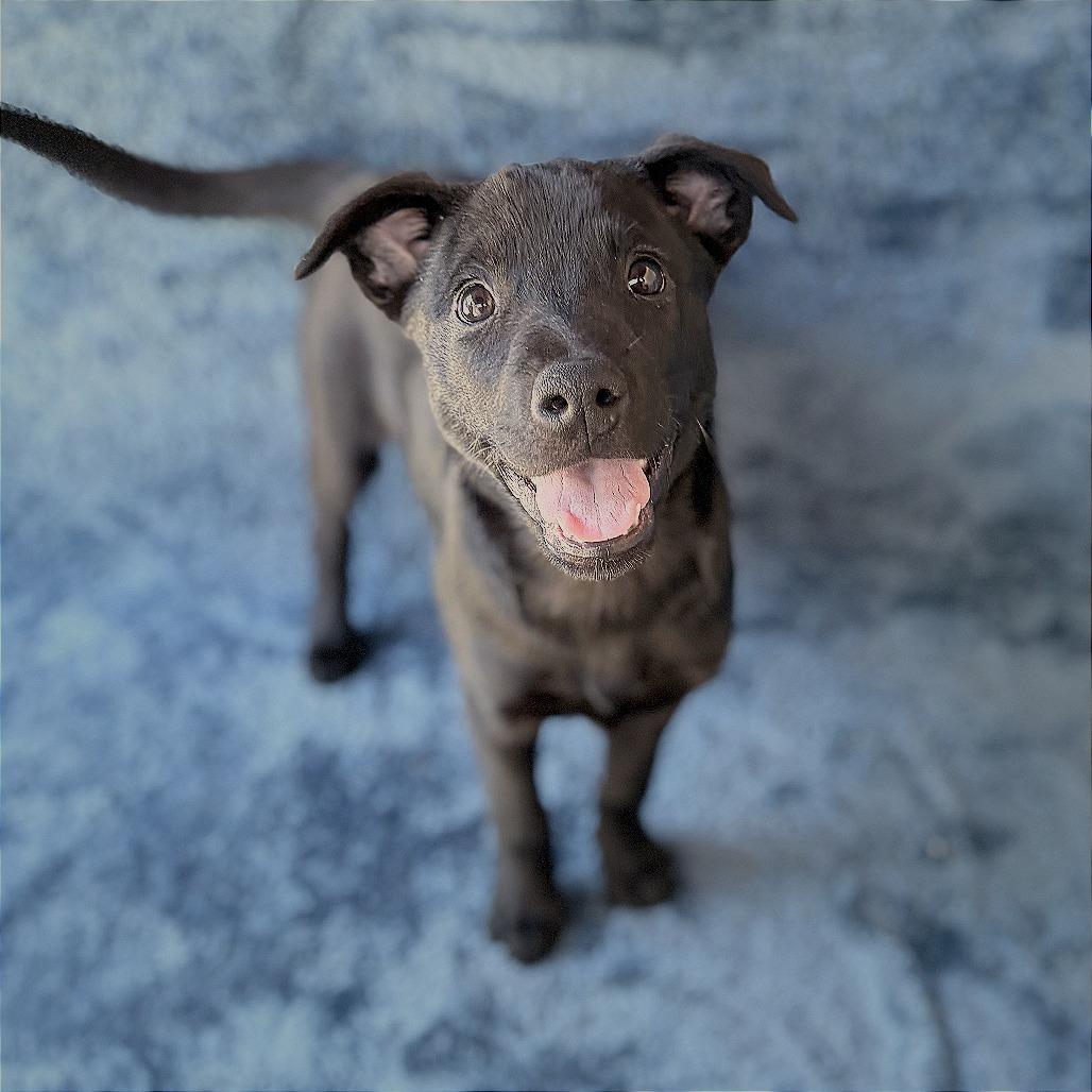 Kelly, Adoptable, Puppy Female Mixed Breed.