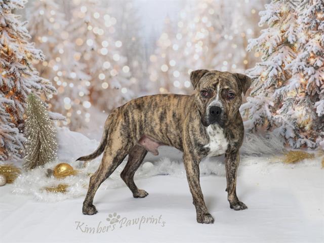 AK, Adoptable, Adult Male Boxer & Mixed Breed.