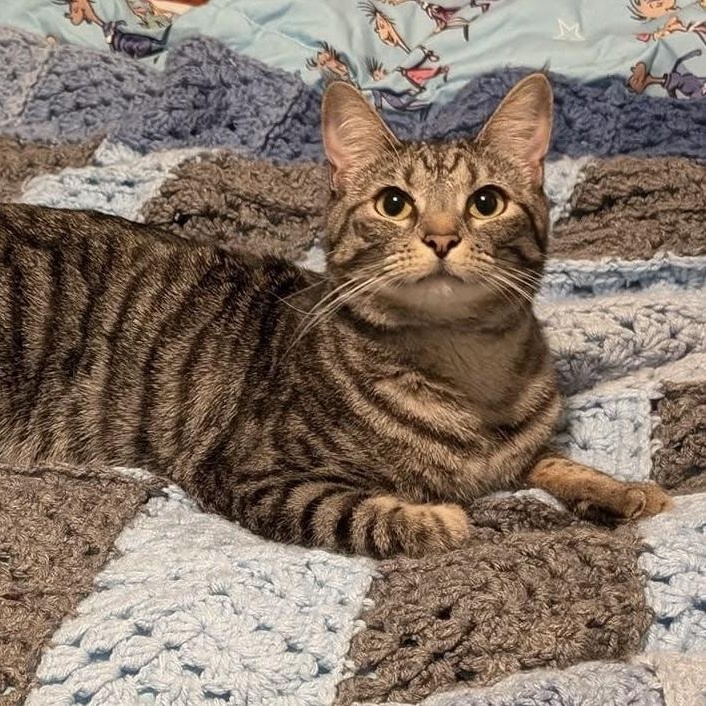 Enlarge Lakyn, a Adoptable Domestic Short Hair in Jacksonville, AR image 1/1