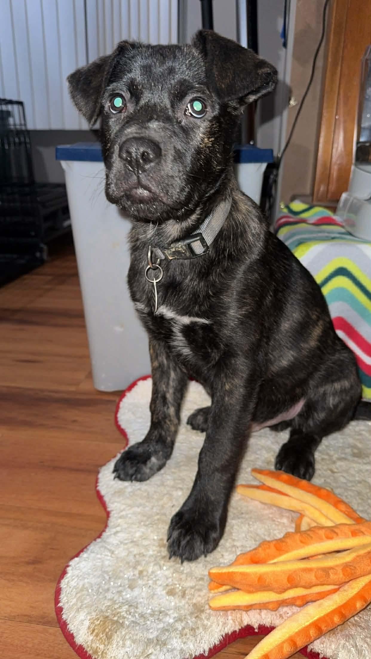 Enlarge Comet, an adopted mixed breed in York, PA image 4/4