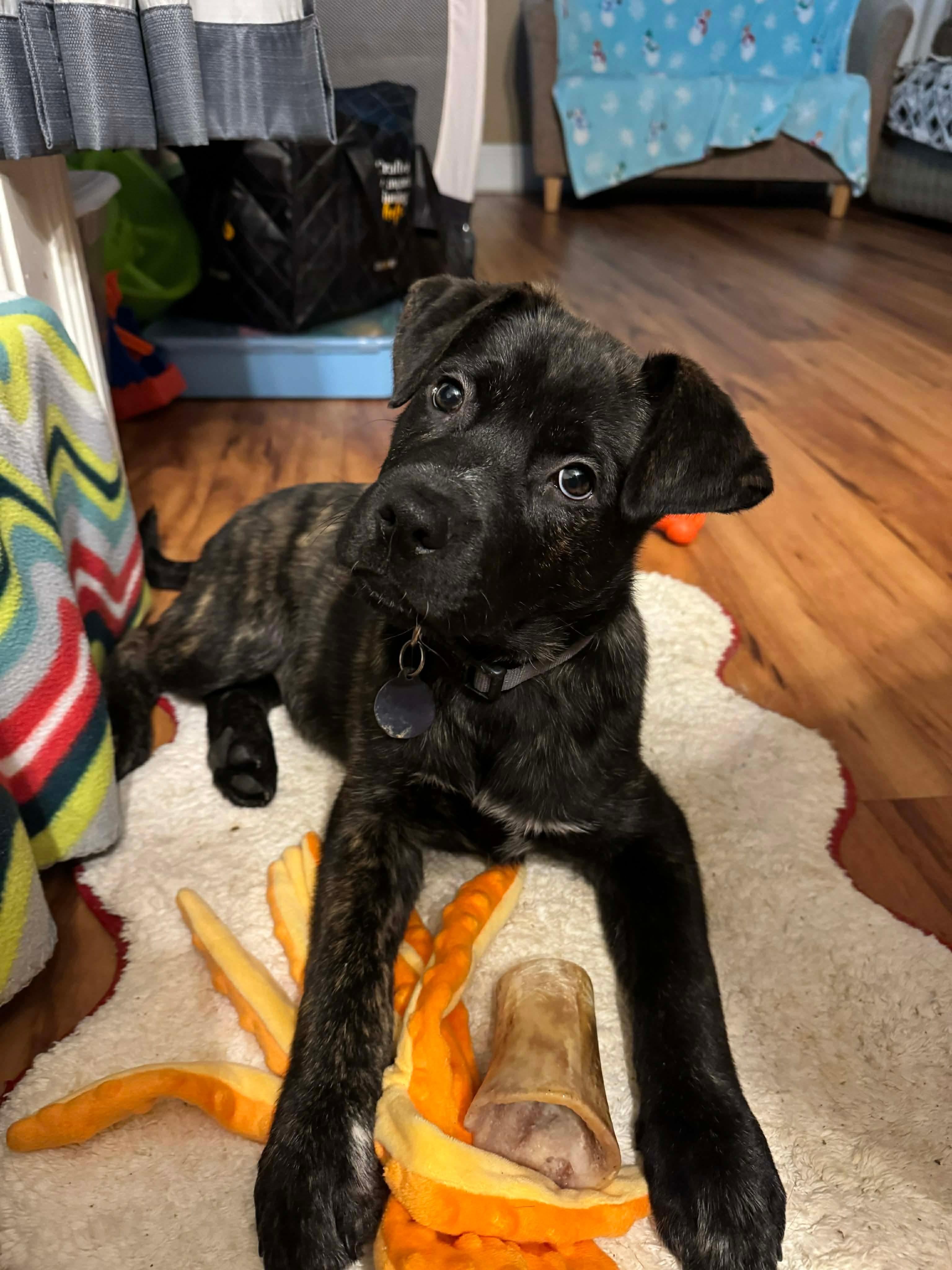 Enlarge Comet, an adopted mixed breed in York, PA image 1/4