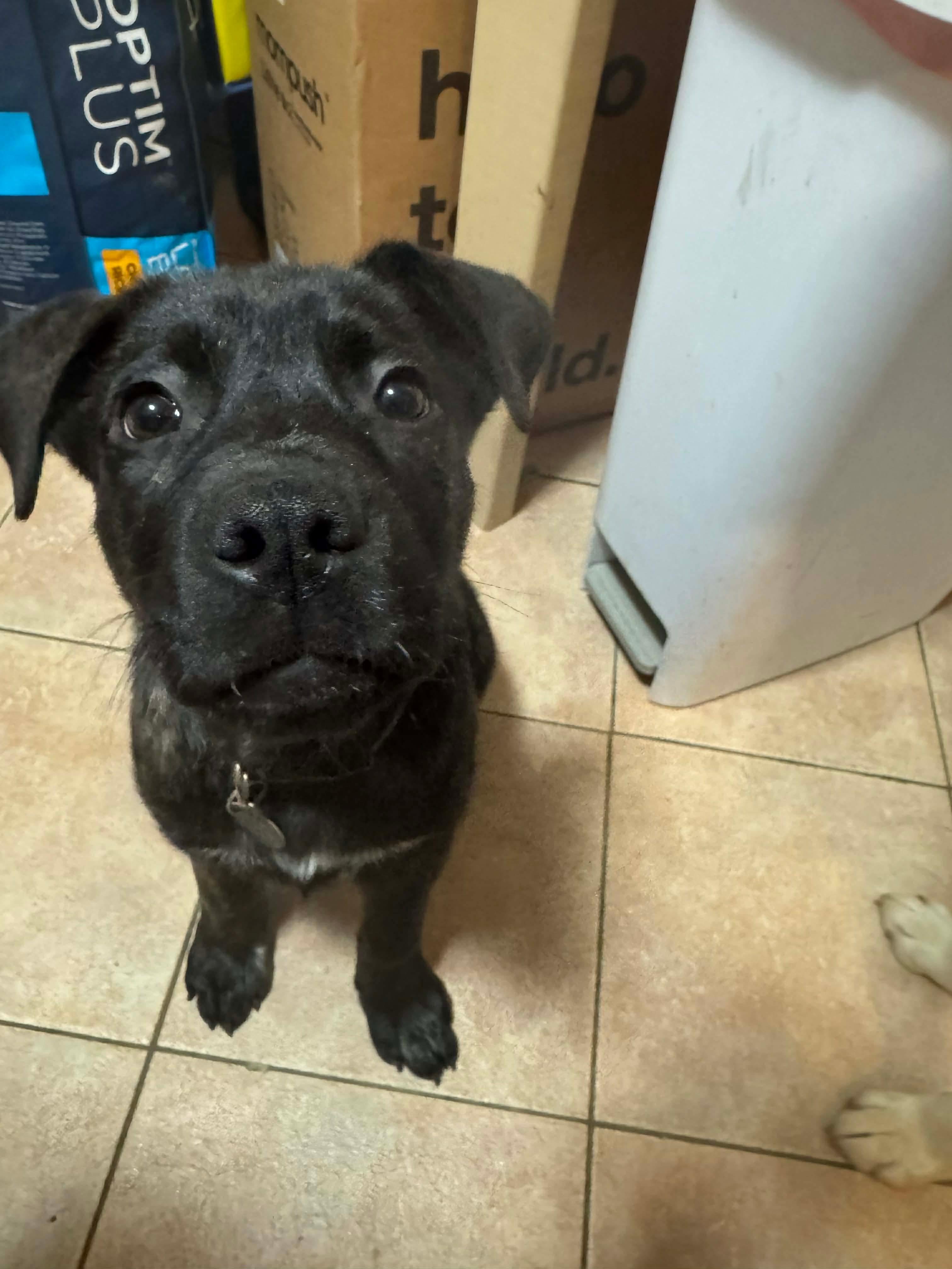 Enlarge Comet, an adopted mixed breed in York, PA image 3/4