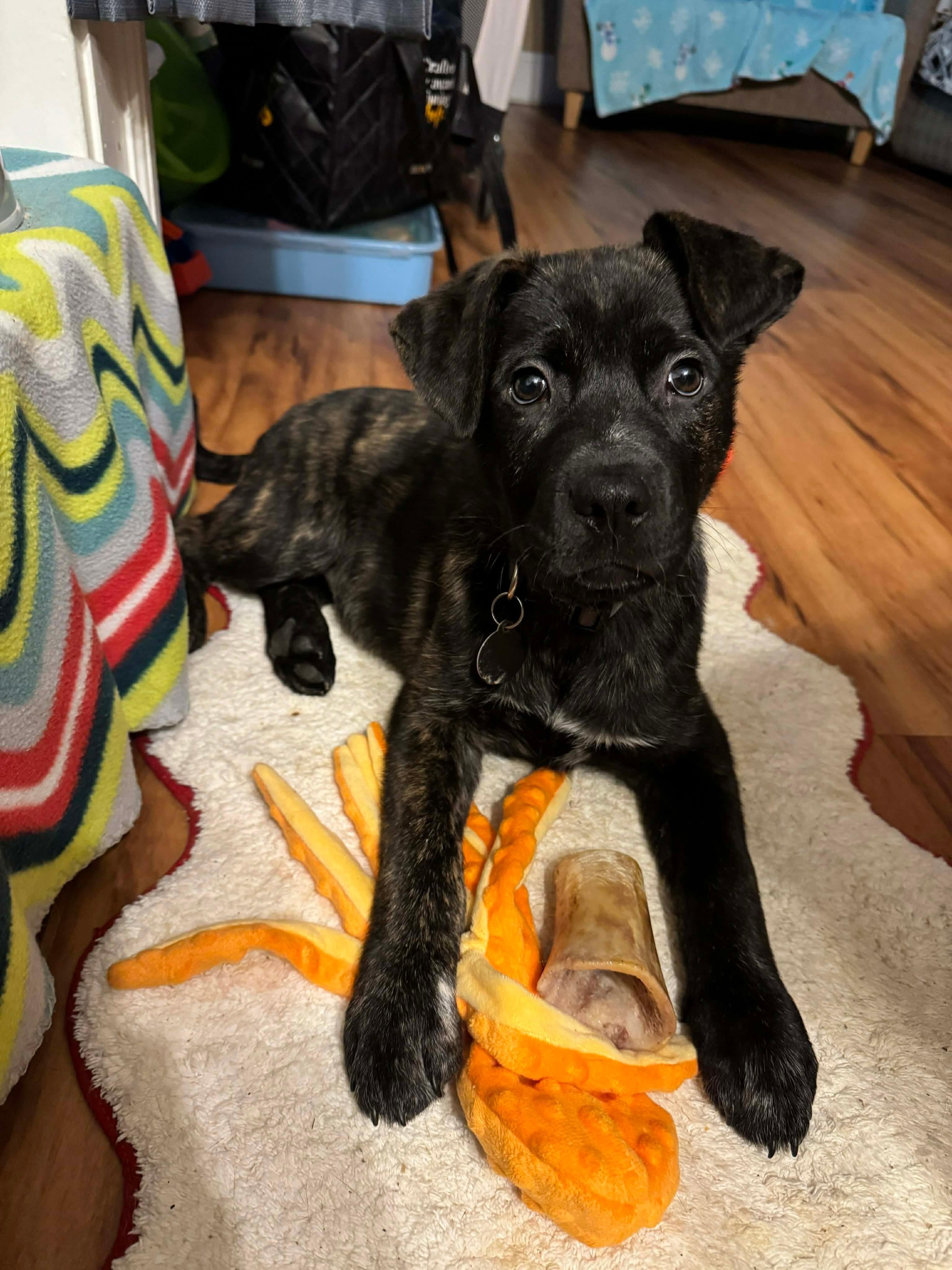 Enlarge Comet, an adopted mixed breed in York, PA image 2/4