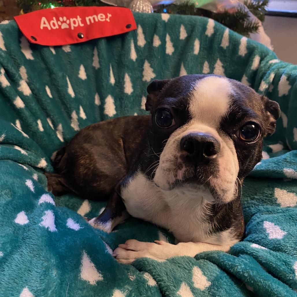 Adalyn, Adoptable, Adult Female Boston Terrier.