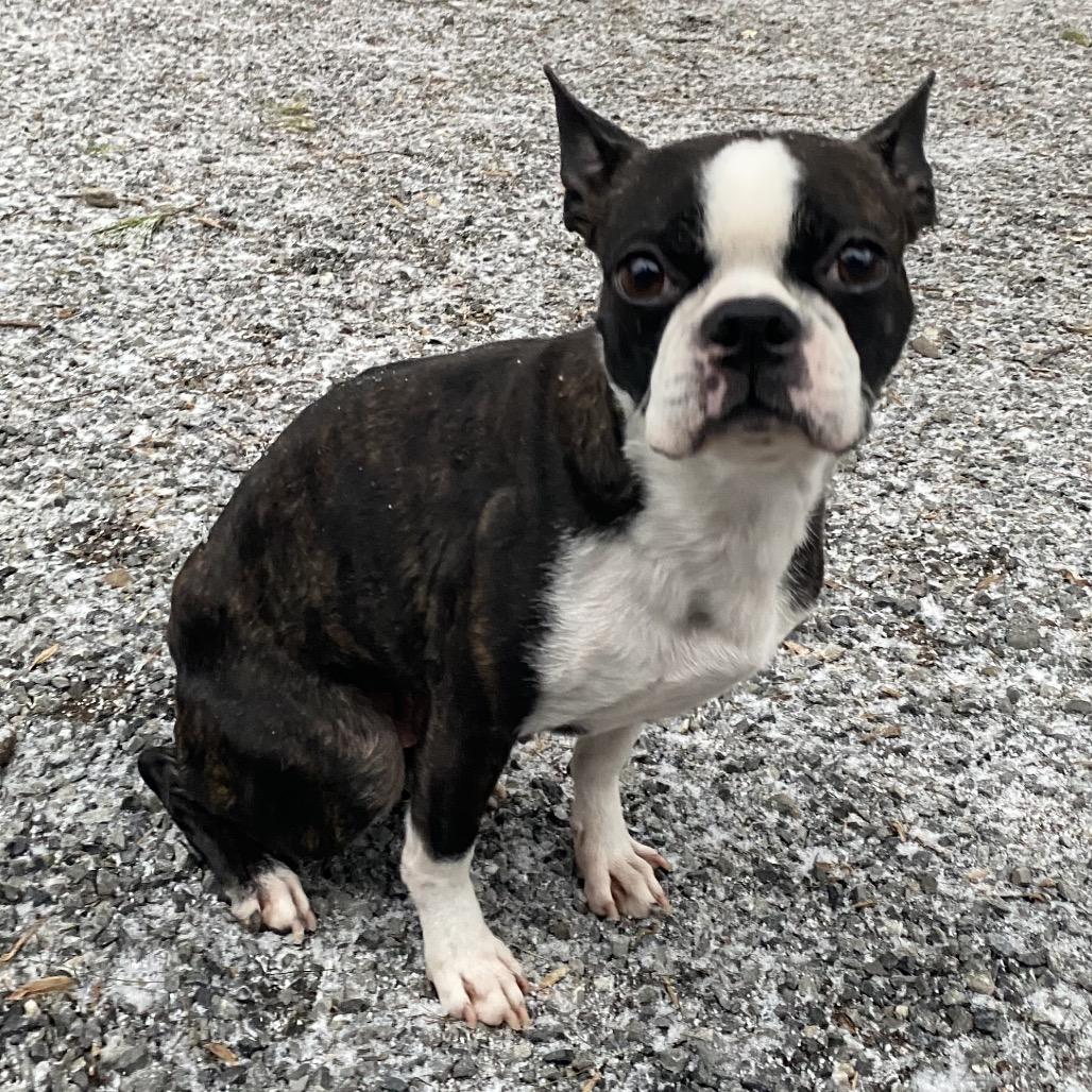 Enlarge Adalyn, a Adoptable Boston Terrier in Sinking Spring, PA image 2/6