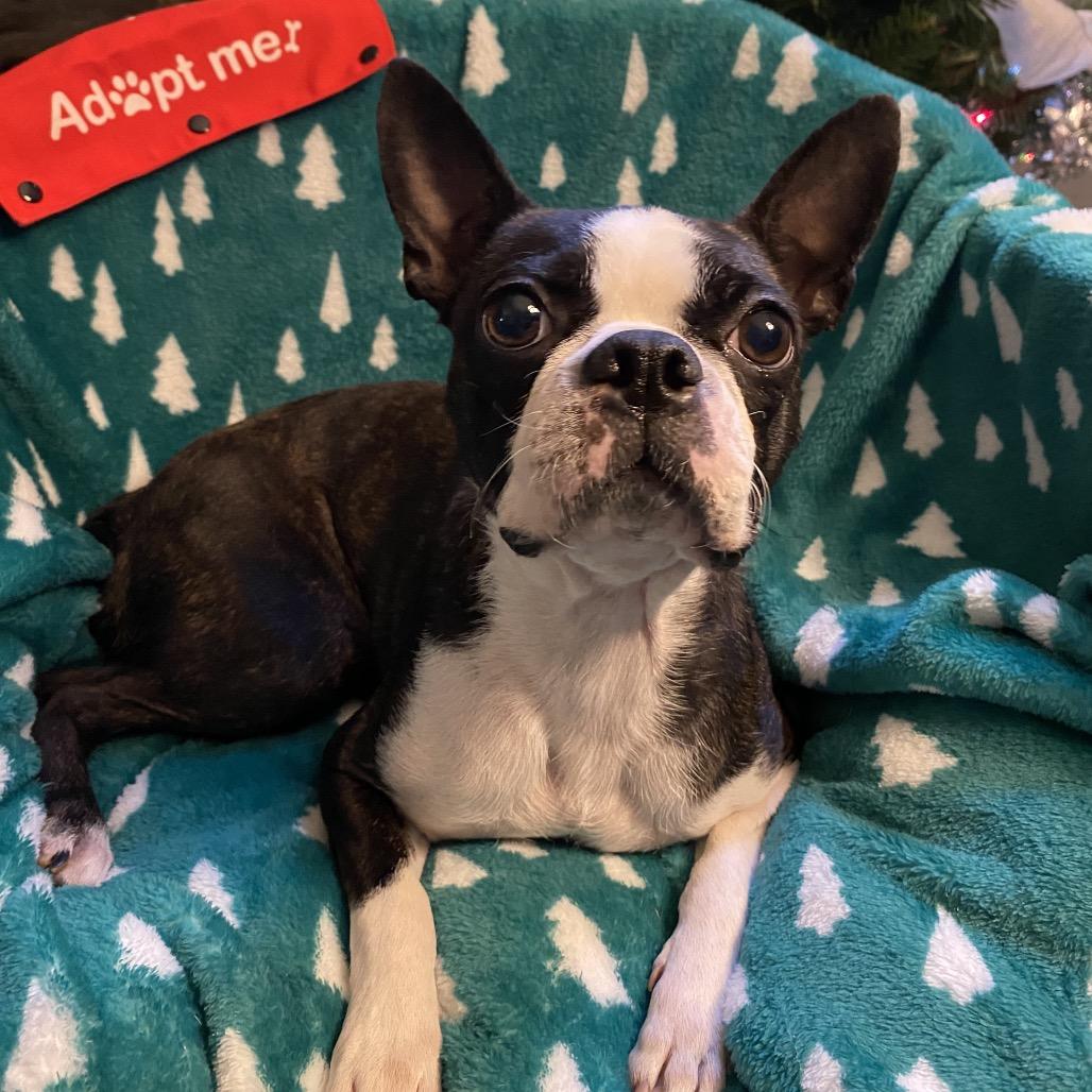 Enlarge Adalyn, a Adoptable Boston Terrier in Sinking Spring, PA image 3/6