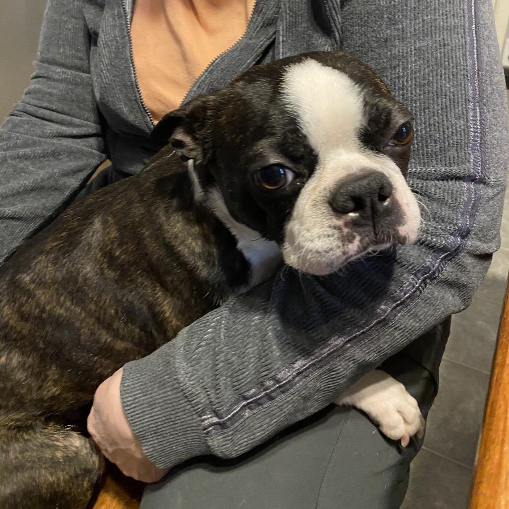 Enlarge Adalyn, a Adoptable Boston Terrier in Sinking Spring, PA image 4/6