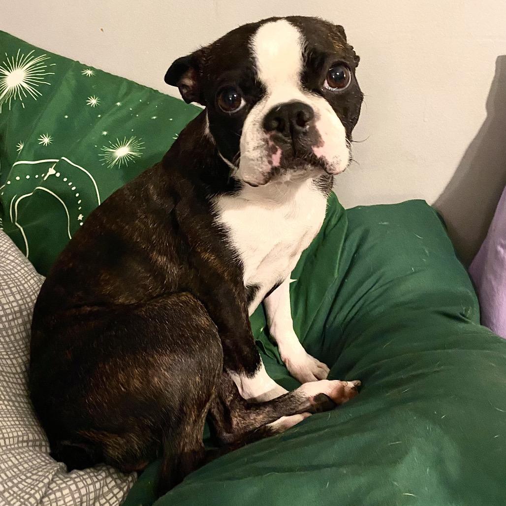 Enlarge Adalyn, a Adoptable Boston Terrier in Sinking Spring, PA image 5/6