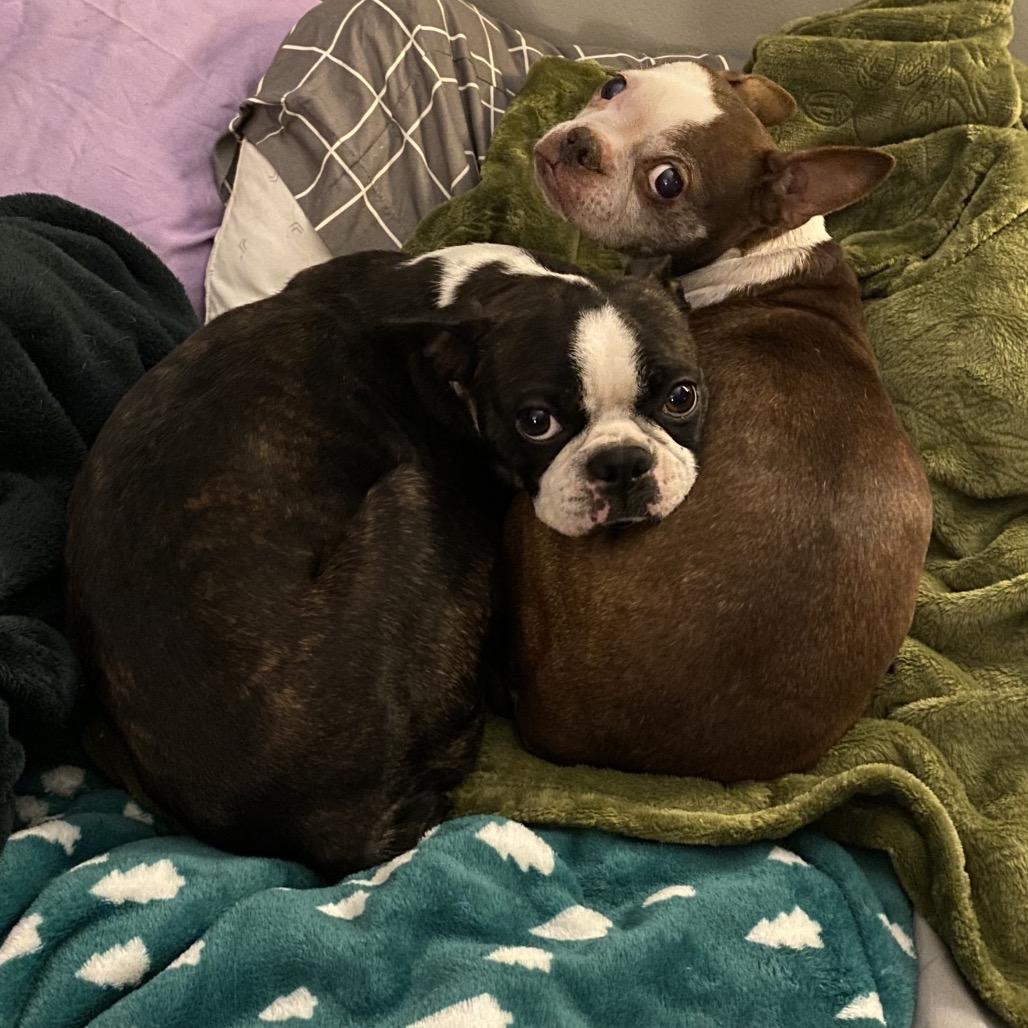 Enlarge Adalyn, a Adoptable Boston Terrier in Sinking Spring, PA image 6/6