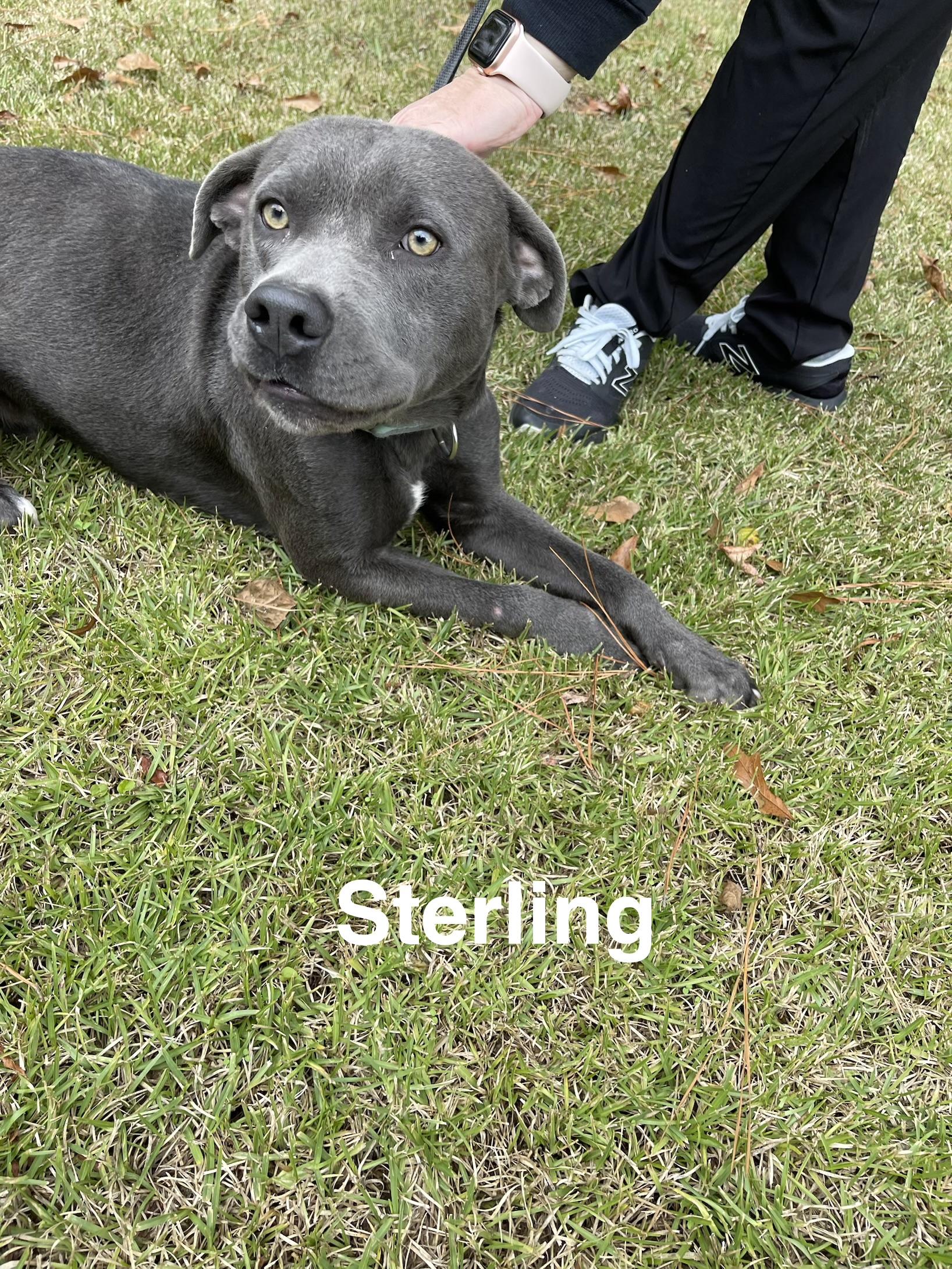 Sterling, Adoptable, Adult Male Labrador Retriever & Bulldog.
