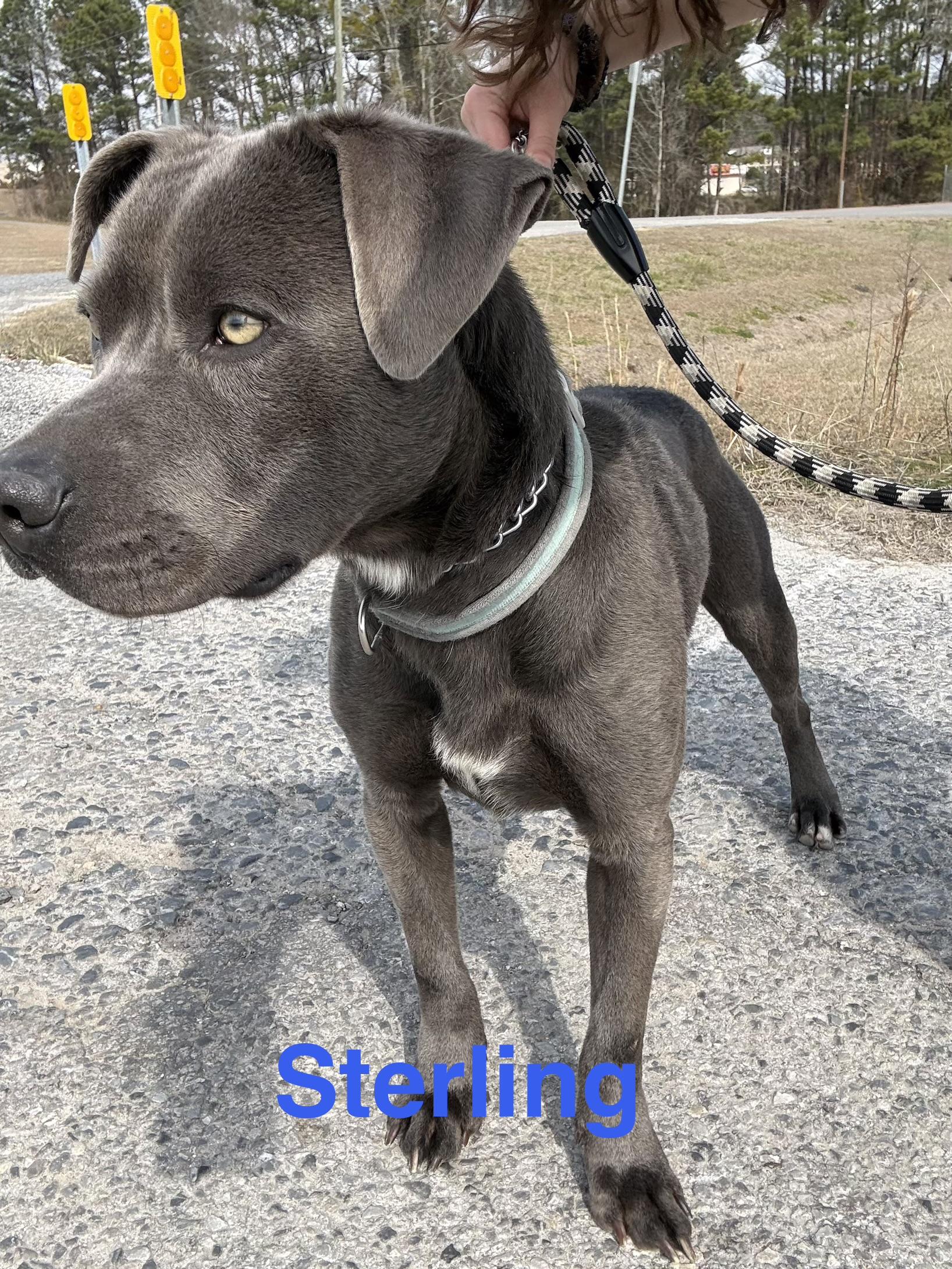 Sterling, Adoptable, Adult Male Labrador Retriever & Bulldog.