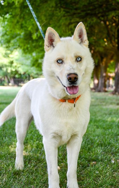 Polar, Adoptable, Adult Male Siberian Husky & Mixed Breed.