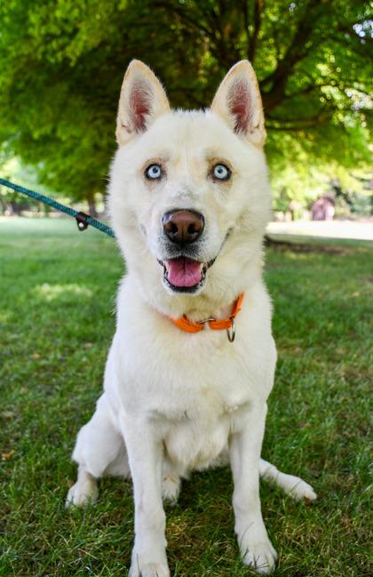 Polar, a Adoptable mixed breed in Yakima, WA image 2/3