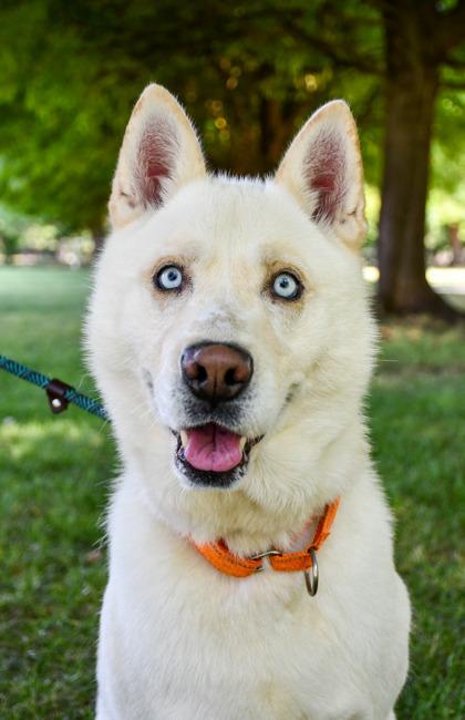 Polar, a Adoptable mixed breed in Yakima, WA image 3/3