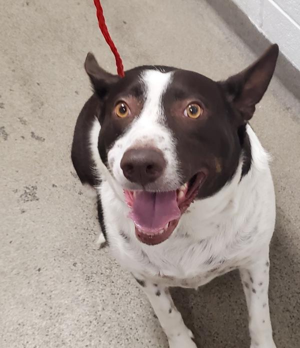 *Linnea*, Adoptable, Adult Female Border Collie.
