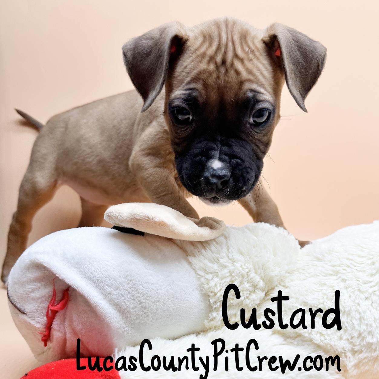 Enlarge Custard, an adopted mixed breed in Toledo, OH image 4/4