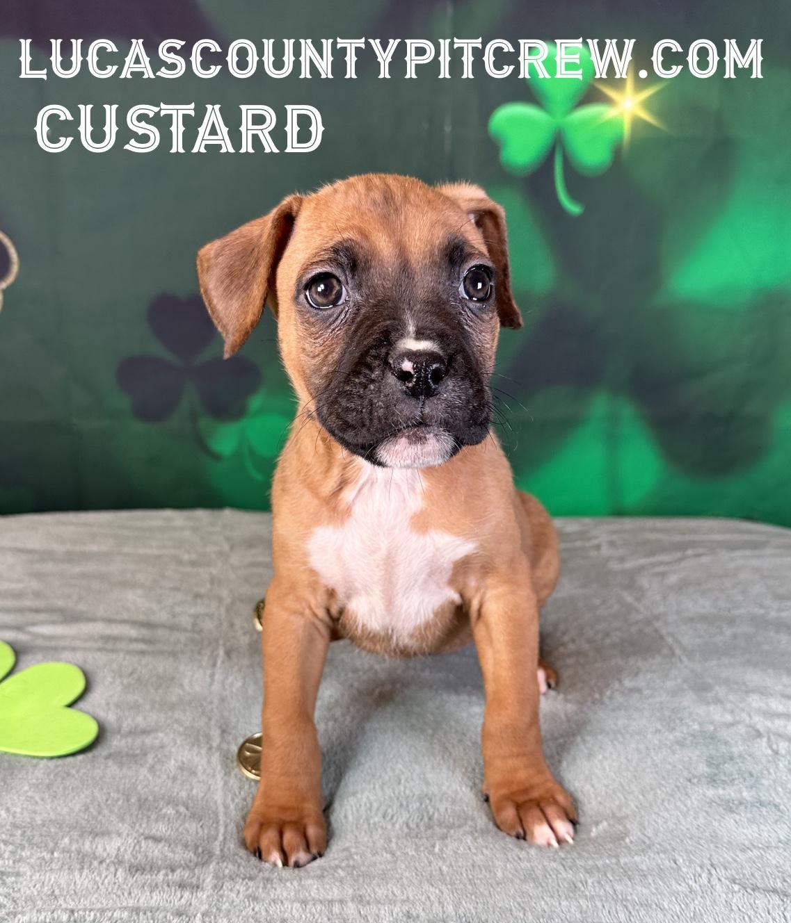 Enlarge Custard, an adopted mixed breed in Toledo, OH image 3/4
