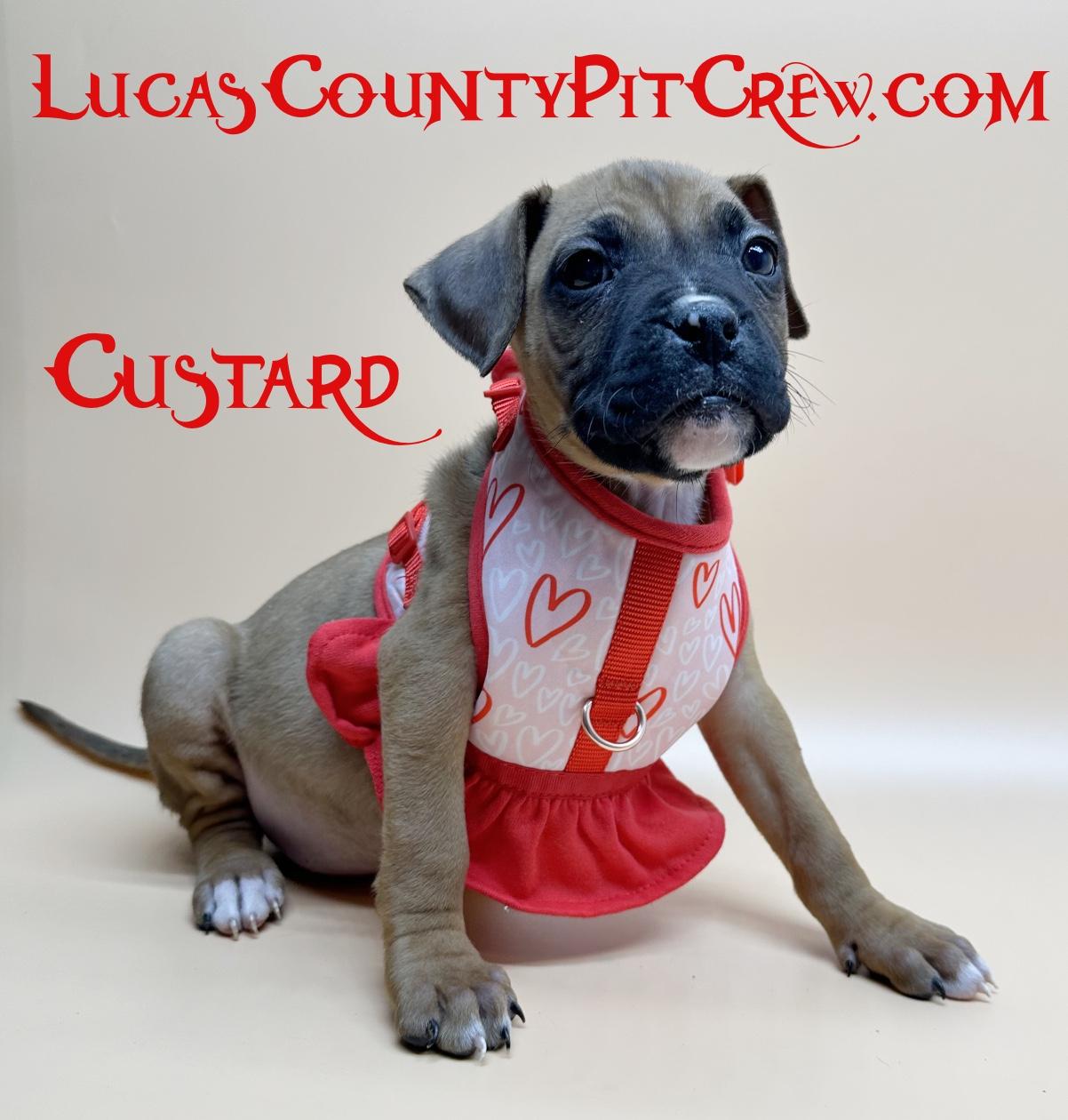 Enlarge Custard, an adopted mixed breed in Toledo, OH image 1/4