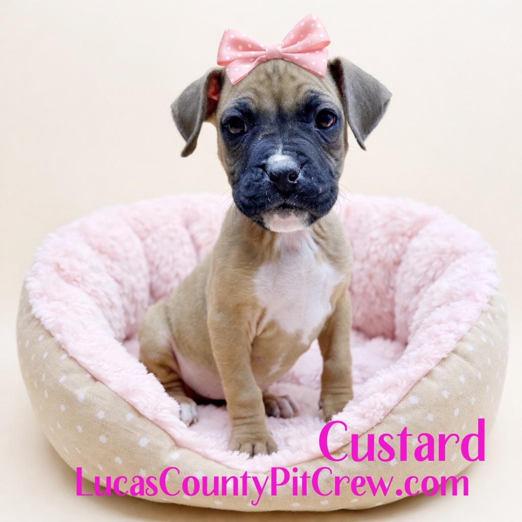 Enlarge Custard, an adopted mixed breed in Toledo, OH image 2/4
