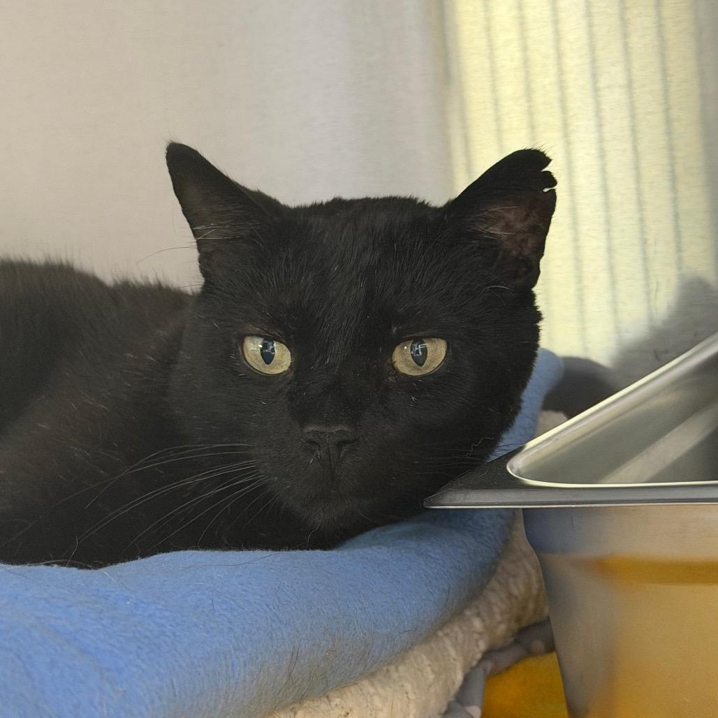 Sam, Adoptable, Adult Male Domestic Short Hair.