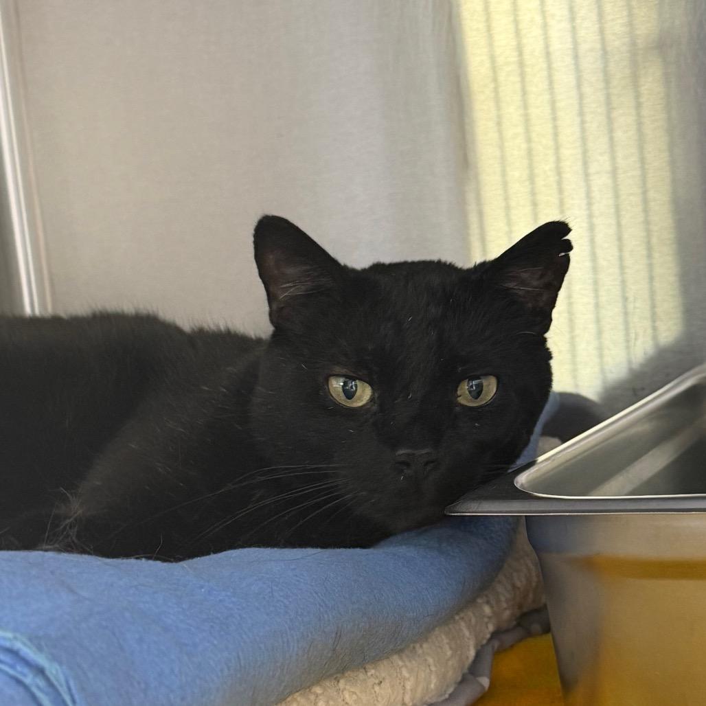 Sam, a Adoptable Domestic Short Hair in Blairsville, GA image 2/2