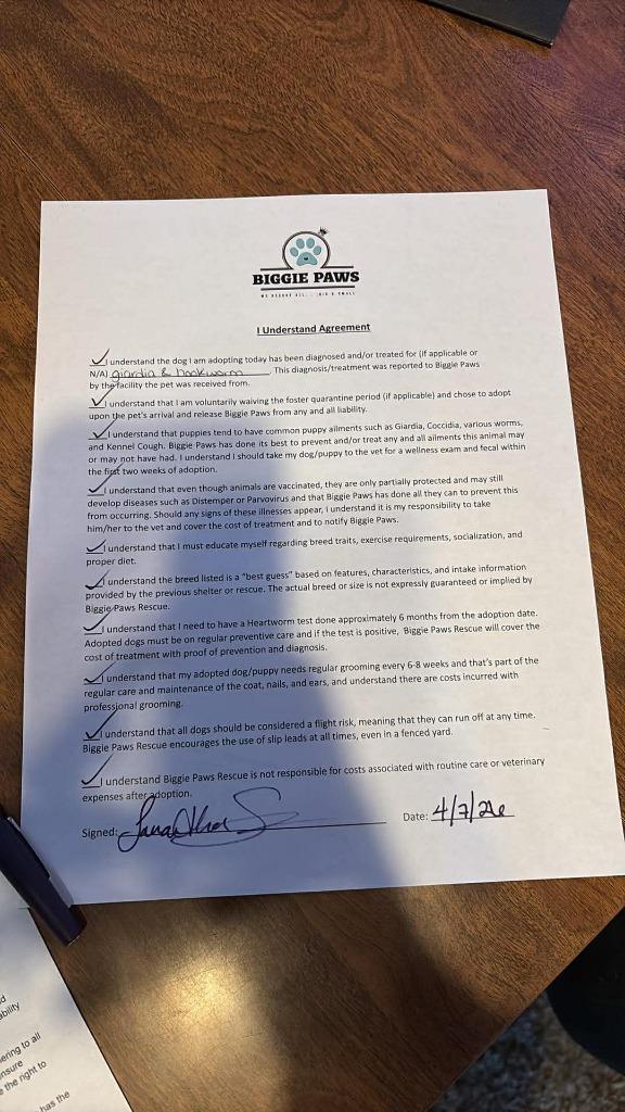 Enlarge Dove, a Adopted mixed breed in Bristol, WI image 1/6