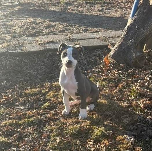 Enlarge Dove, a Adopted mixed breed in Bristol, WI image 2/6