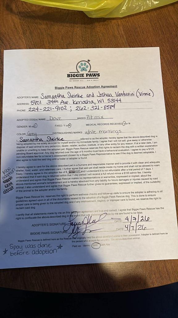 Enlarge Dove, a Adopted mixed breed in Bristol, WI image 5/6