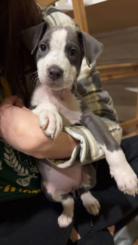 Enlarge Dove, a Adopted mixed breed in Bristol, WI image 6/6