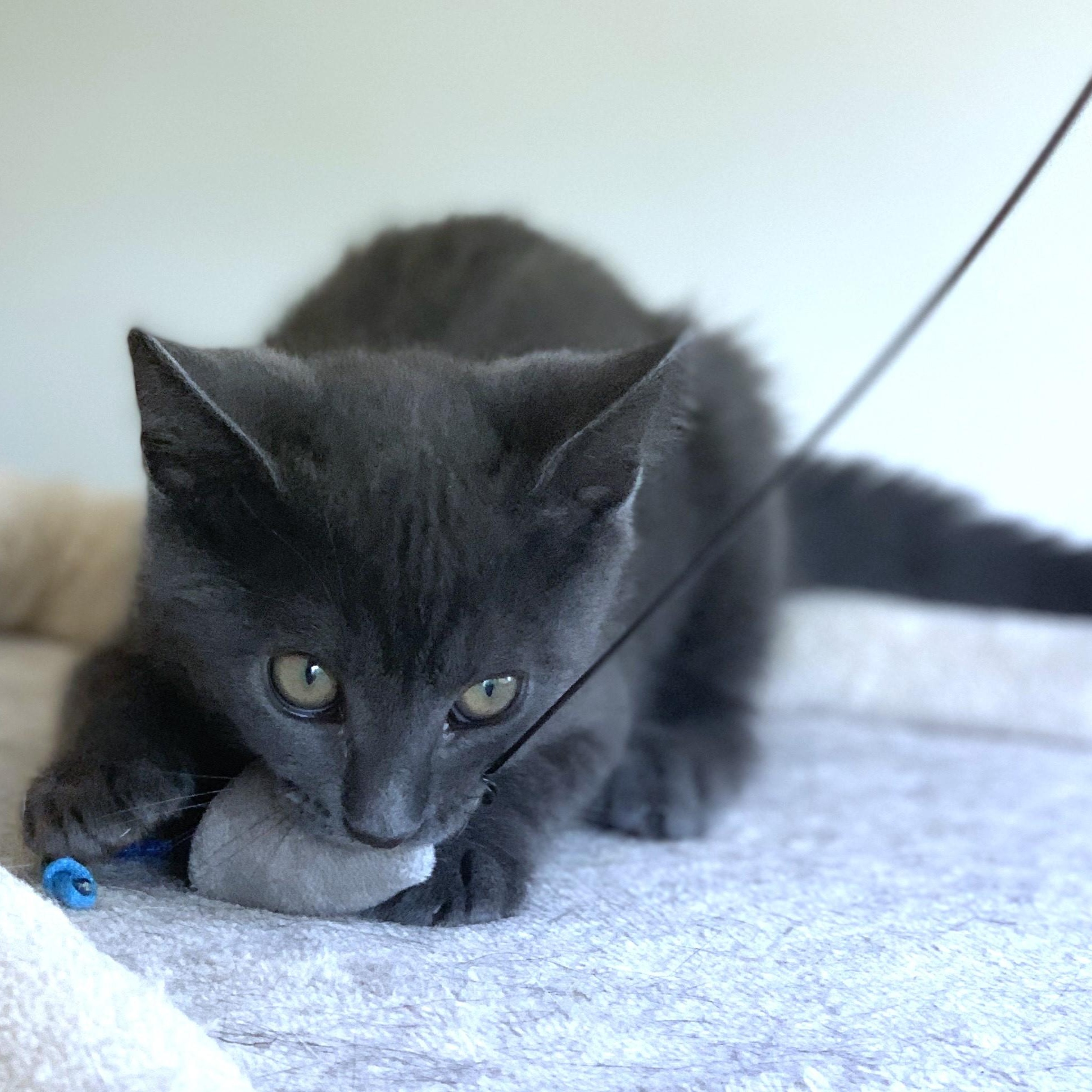 Athena (A132688) photo 2