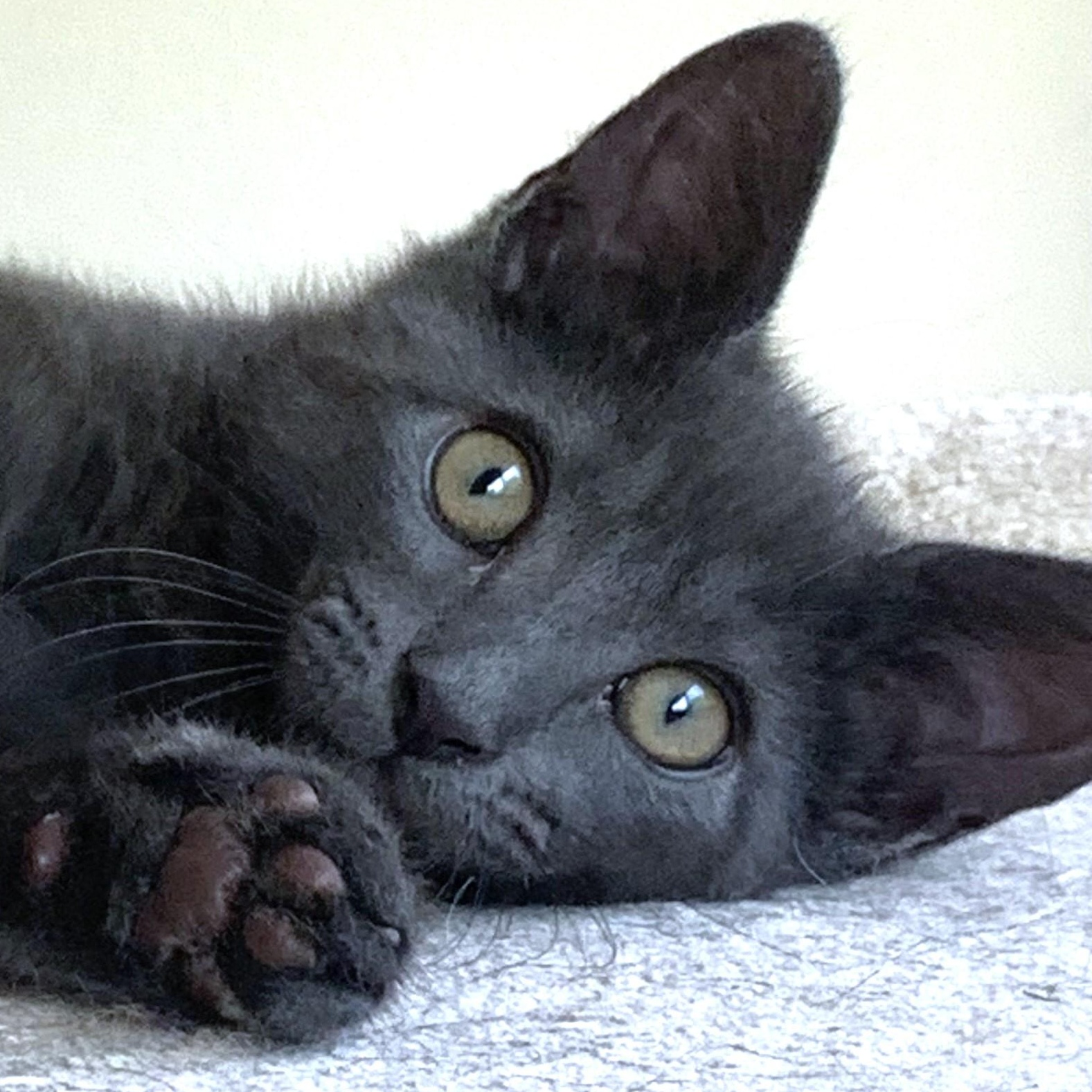Athena (A132688) photo 1
