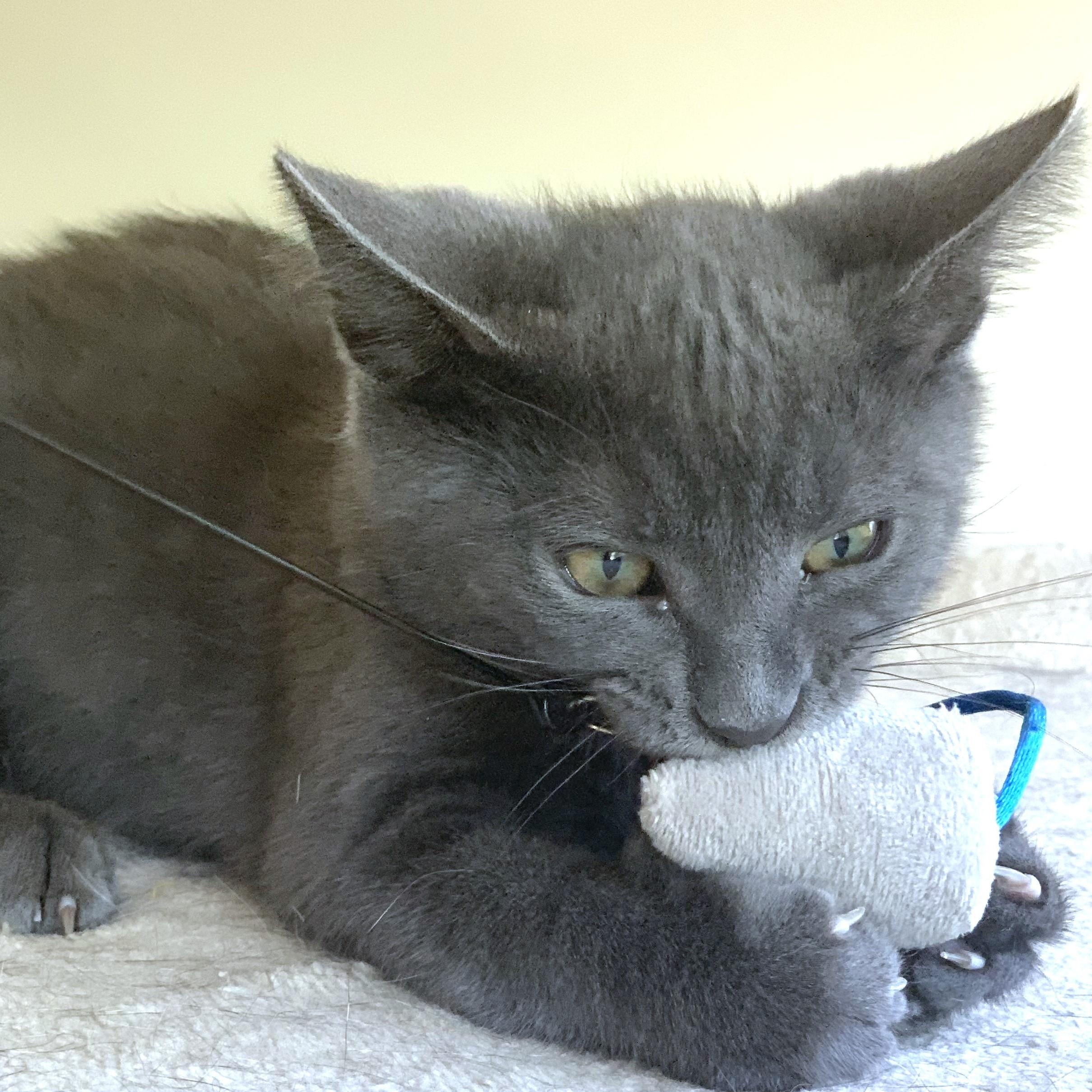 Athena (A132688) photo 4
