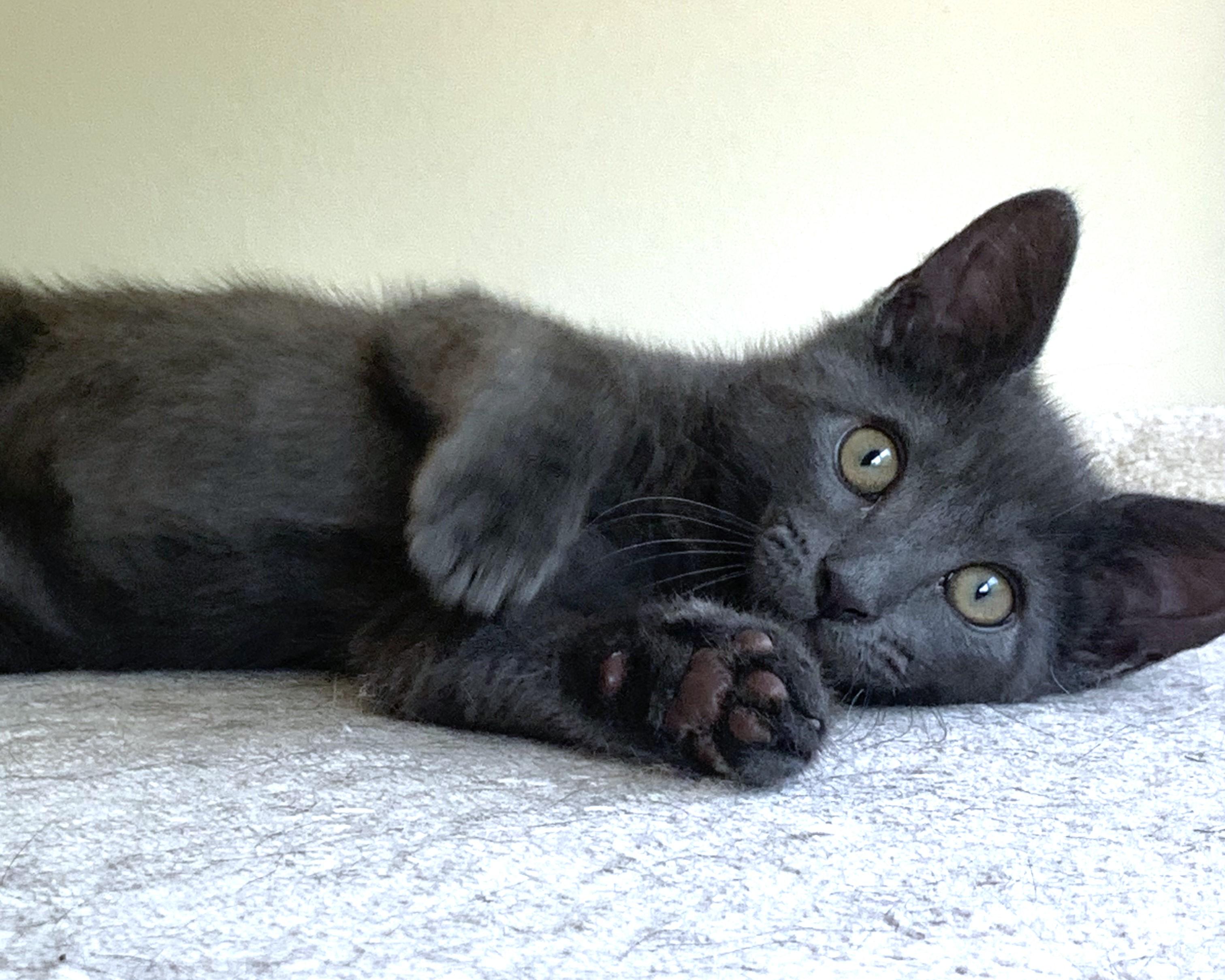 Athena (A132688) photo 6