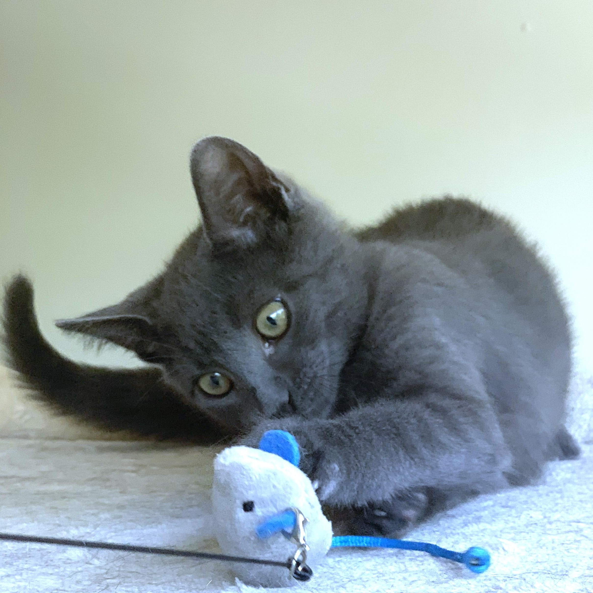 Athena (A132688) photo 5
