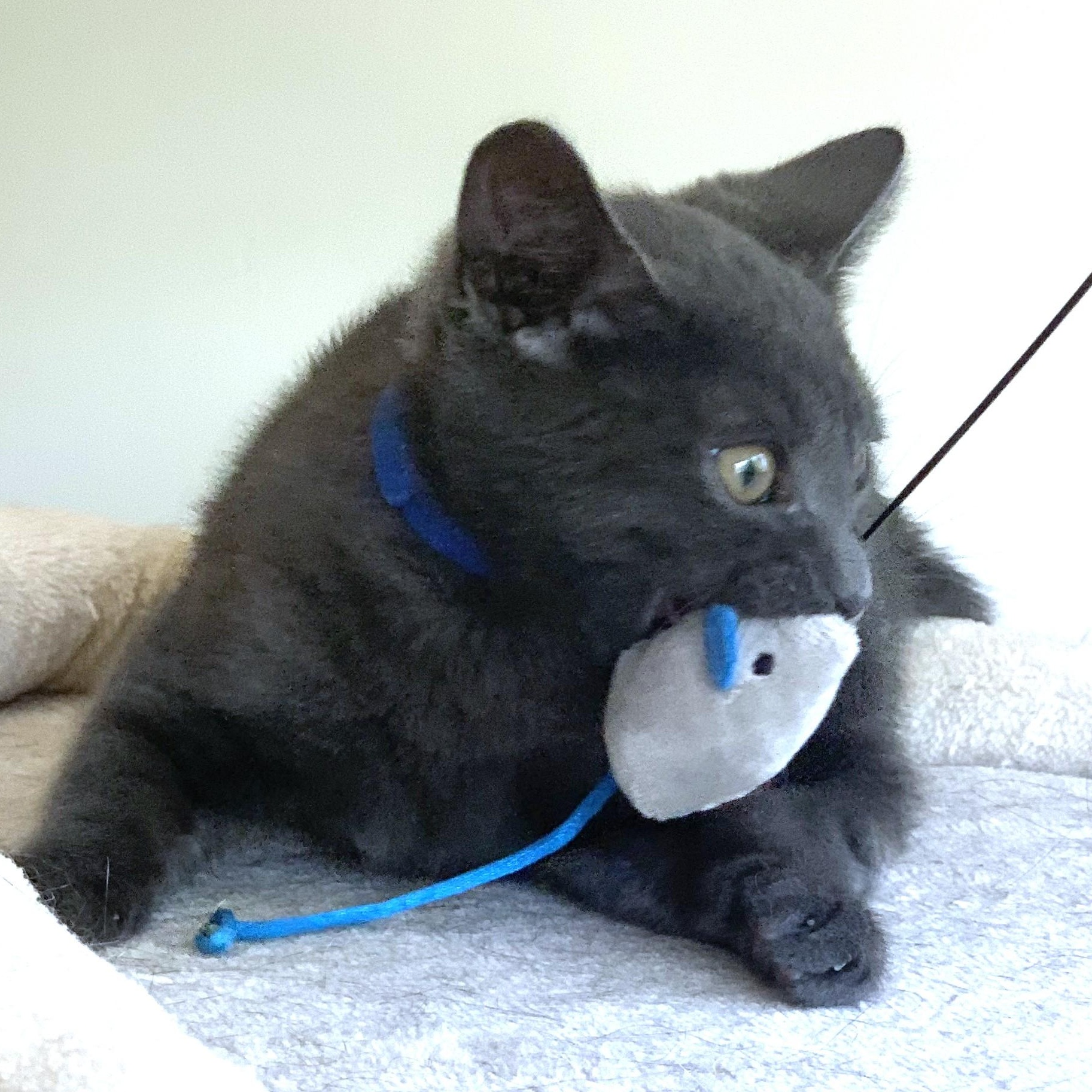 Athena (A132688) photo 3