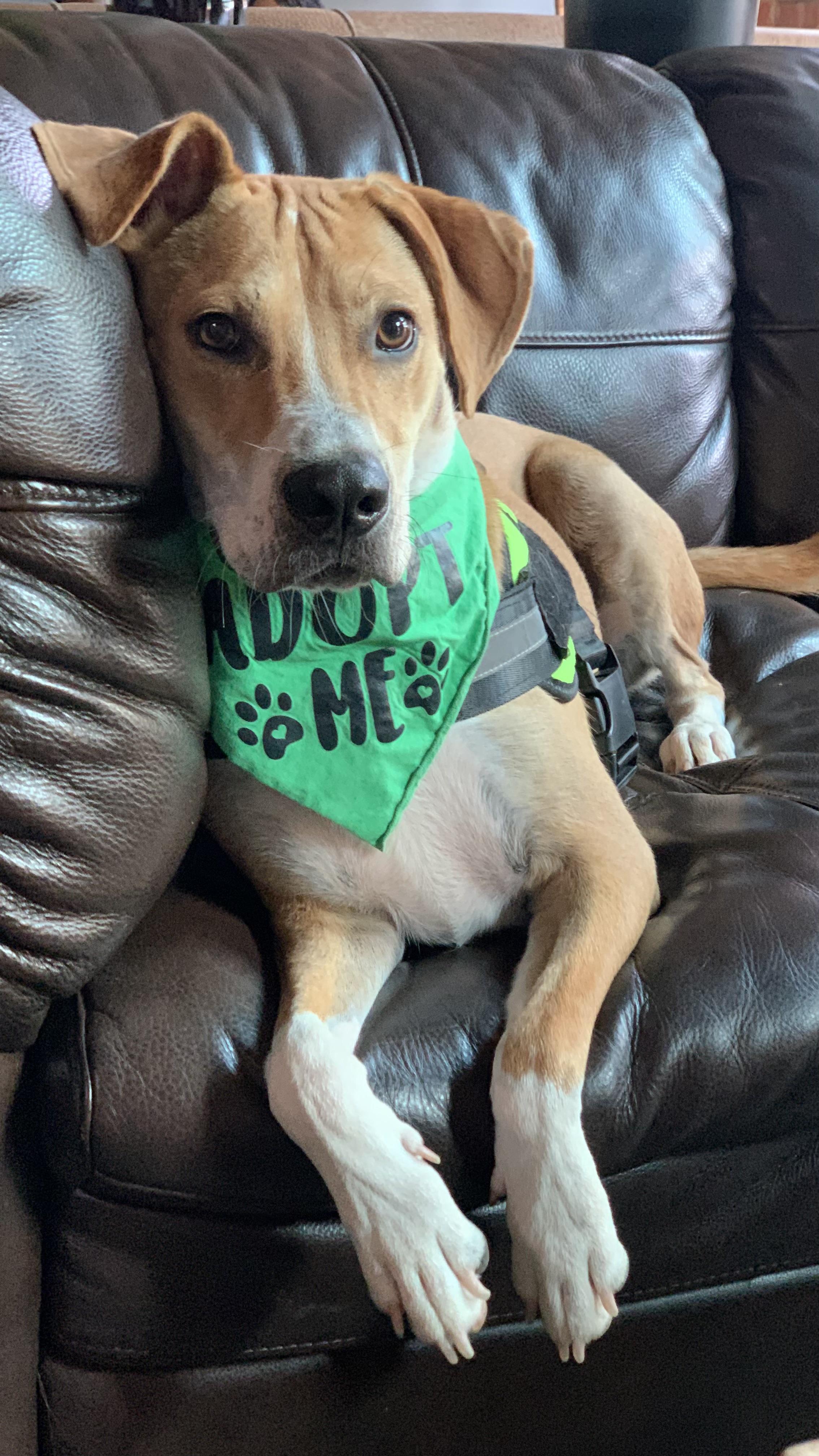 Blaze, Adoptable, Young Male Mixed Breed.