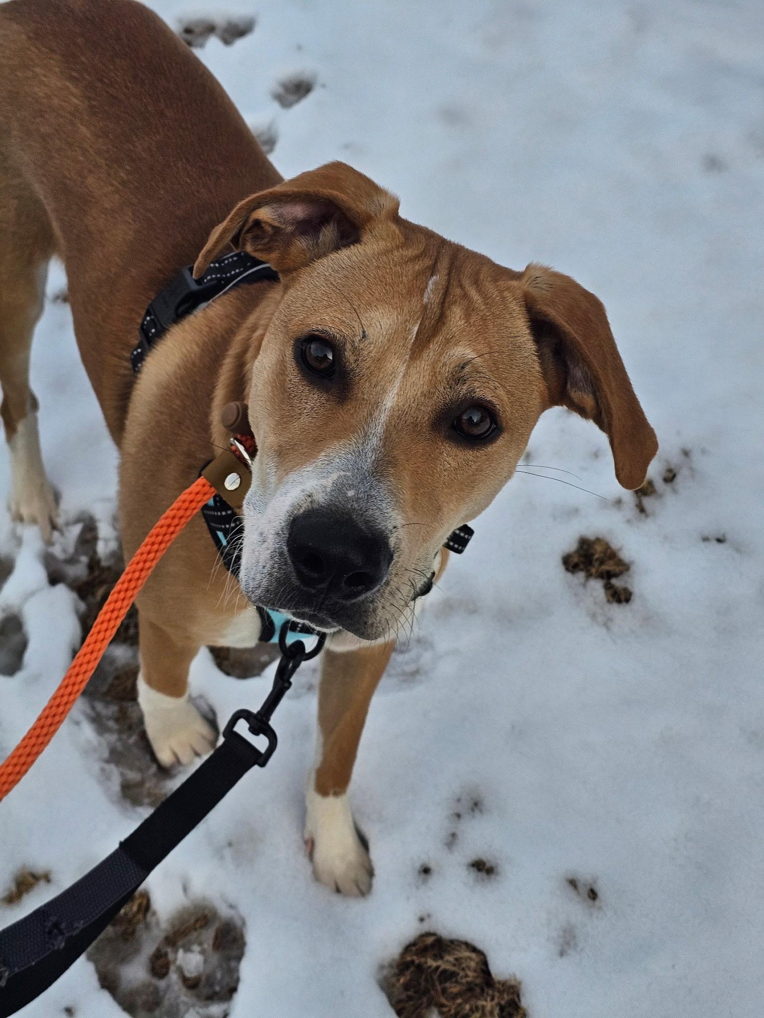 Enlarge Blaze, a Adoptable mixed breed in Charlotte, NC image 3/4