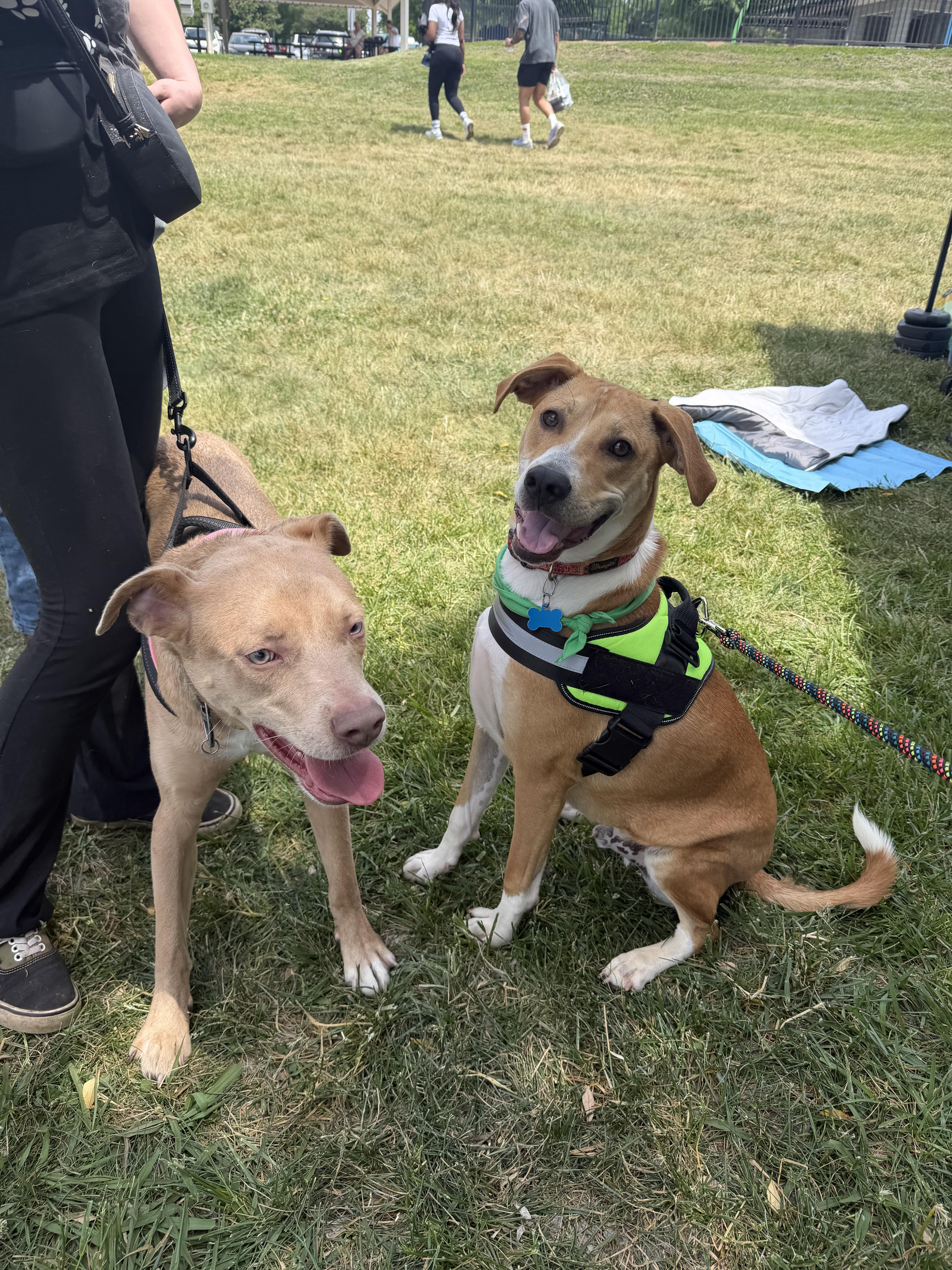 Enlarge Blaze, a Adoptable mixed breed in Charlotte, NC image 4/4
