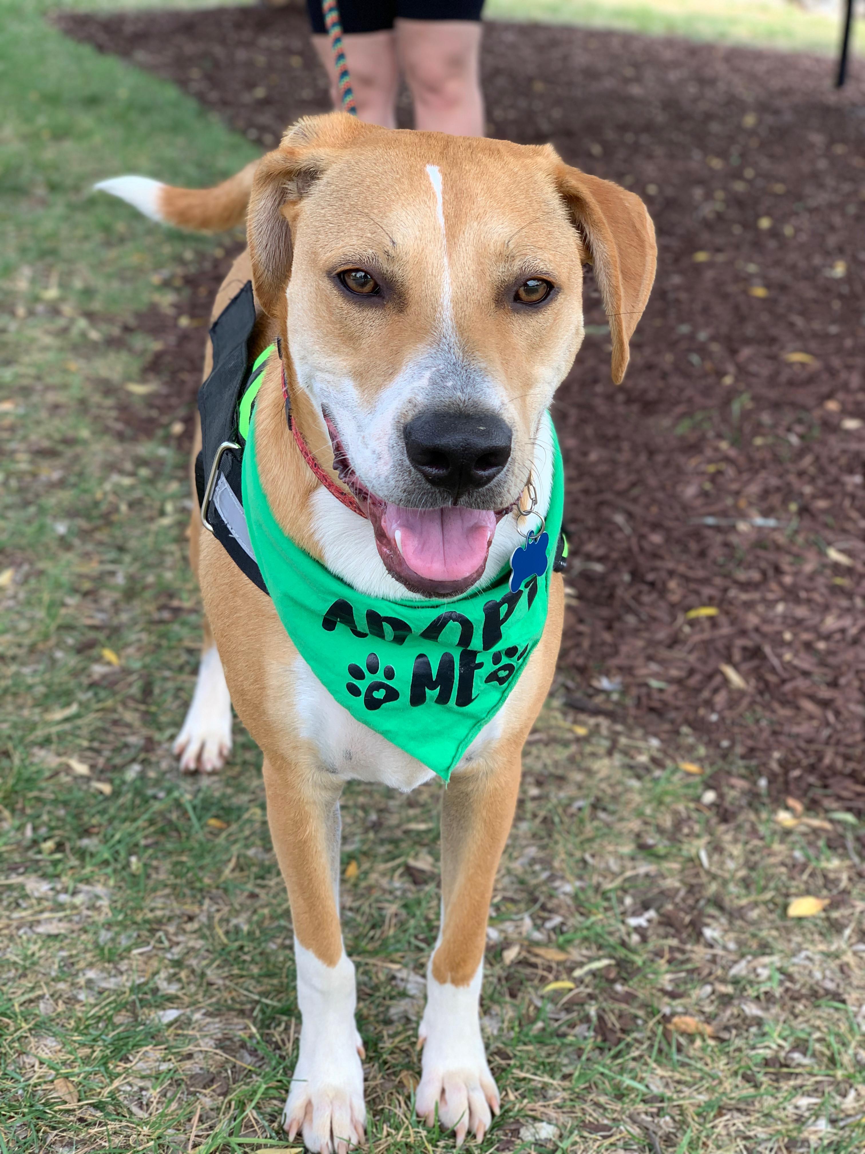 Enlarge Blaze, a Adoptable mixed breed in Charlotte, NC image 2/4