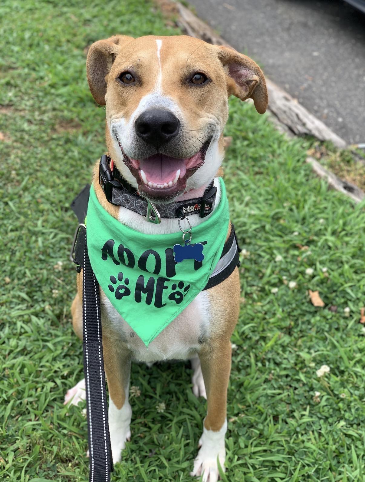 Blaze, Adoptable, Young Male Mixed Breed.
