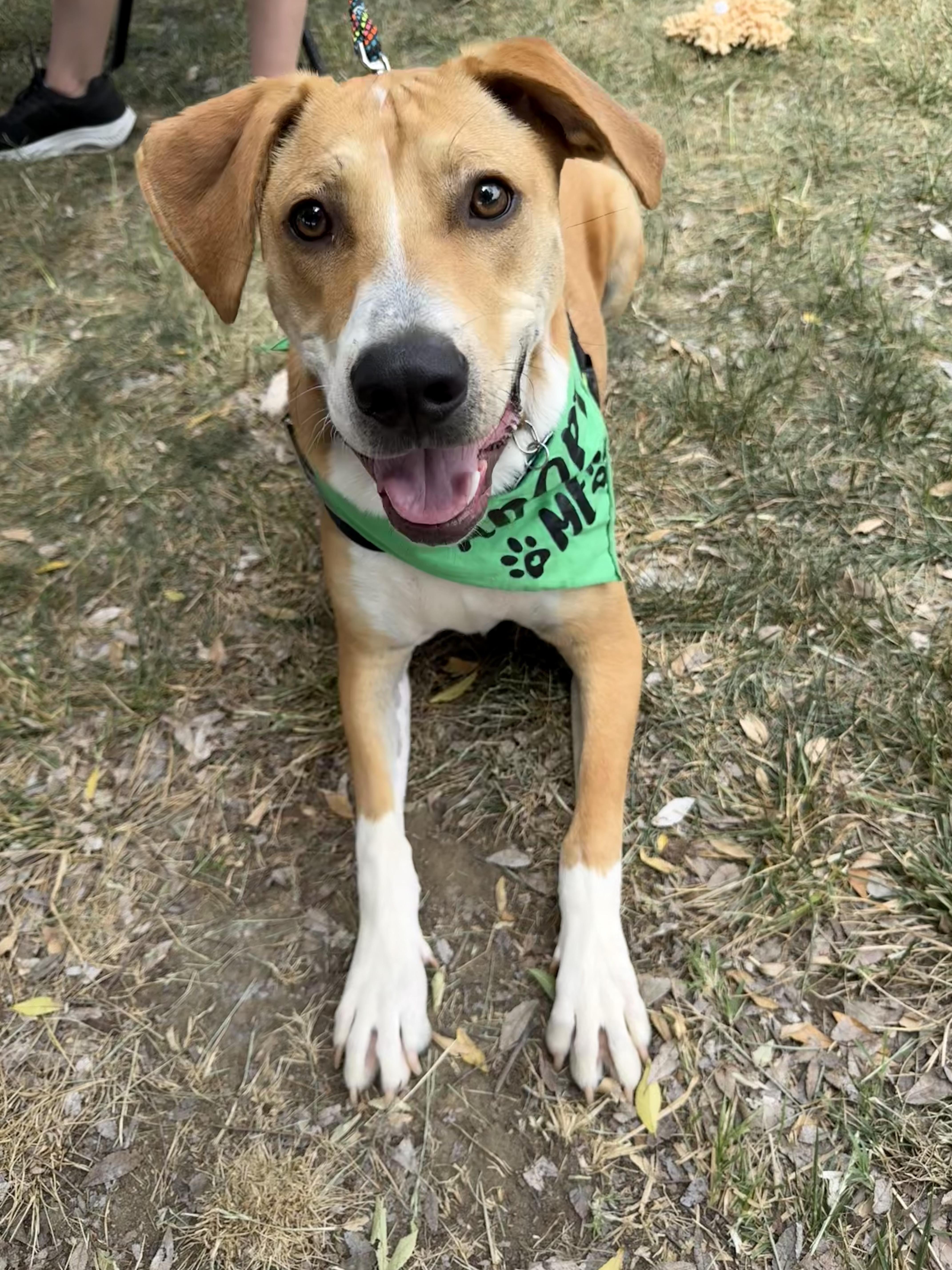Enlarge Blaze, a Adoptable mixed breed in Charlotte, NC image 1/4