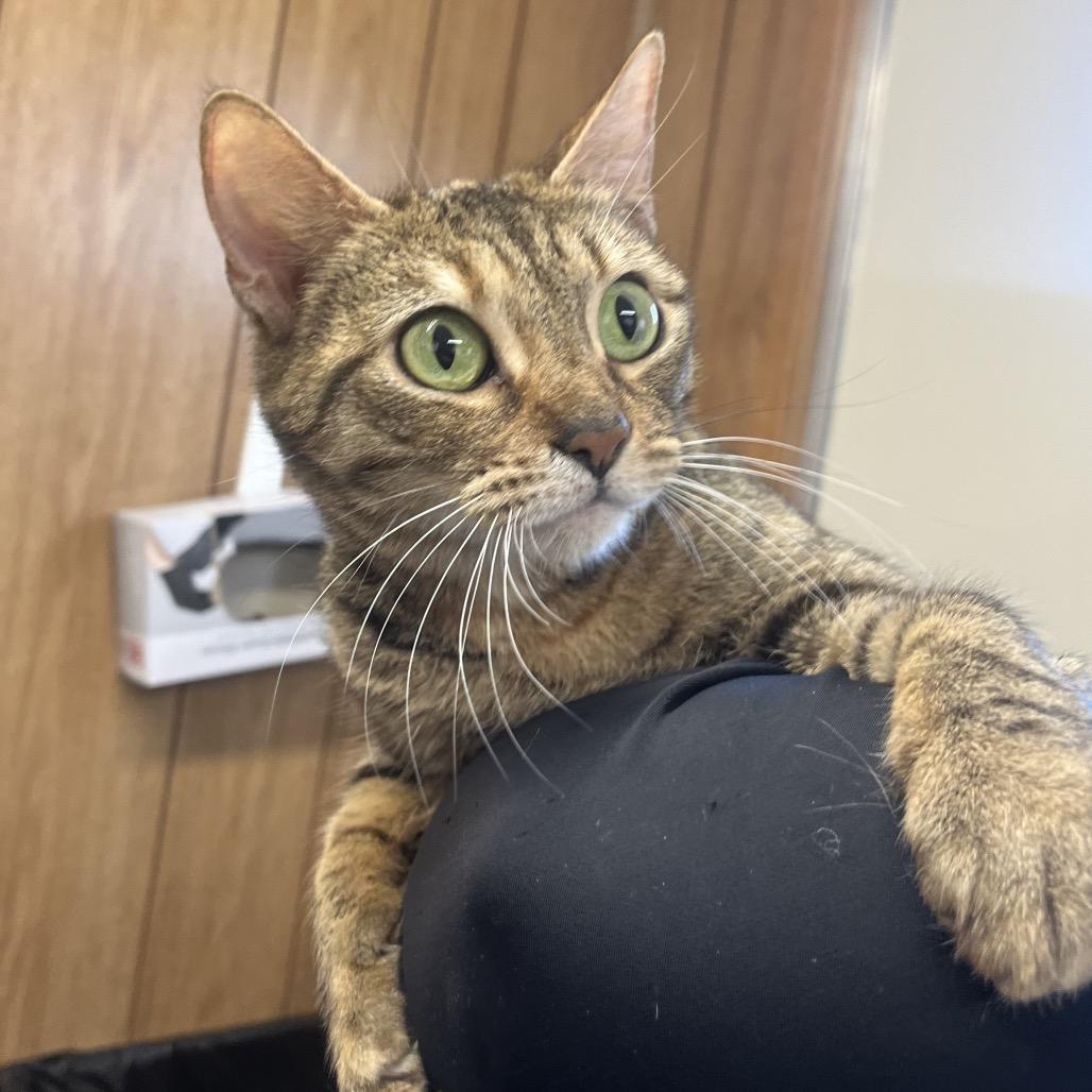Enlarge Chappell(@ PetSmart Alabaster), a Adoptable Domestic Short Hair in Columbiana, AL image 1/1