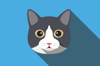 TJ (Tom Jones), Adoptable, Kitten Male Domestic Short Hair.